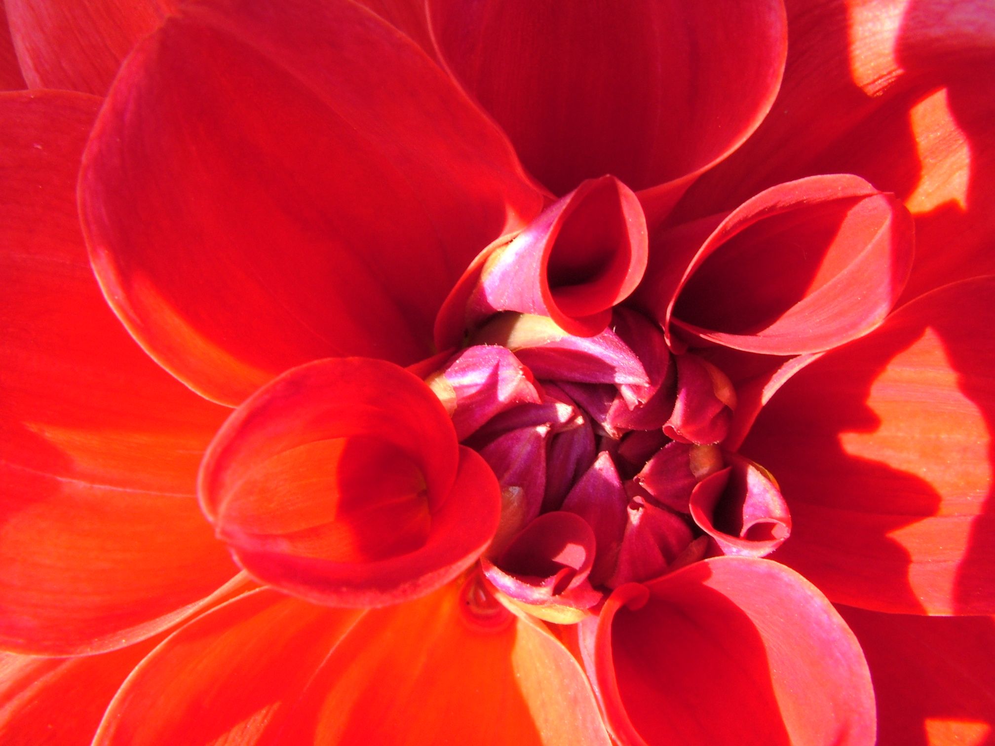 Dahlia up close. | Bloom Big! | Pinterest | Dahlia and Photography ...