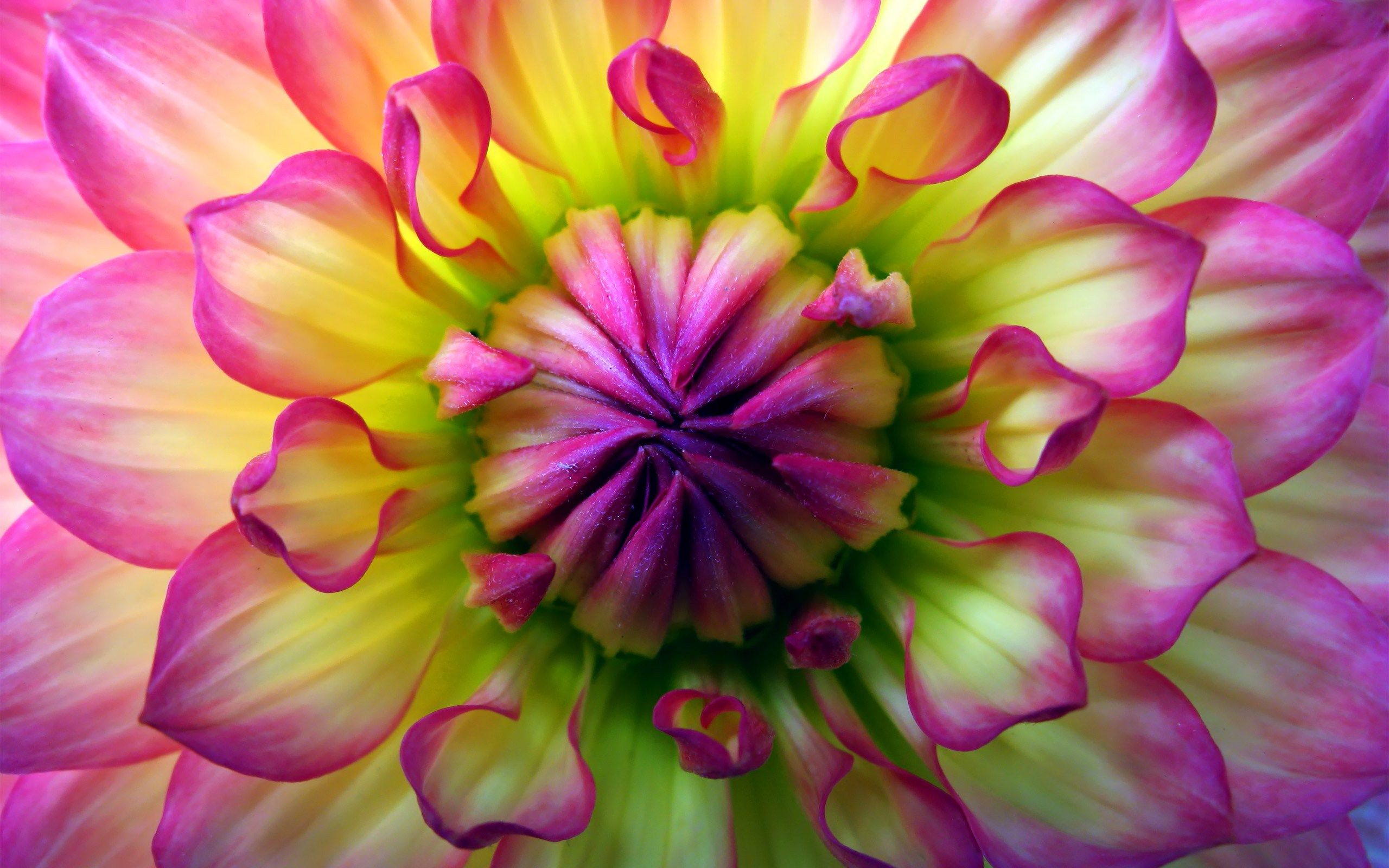 Image result for dahlia macro photo | reference | Pinterest | Dahlia ...