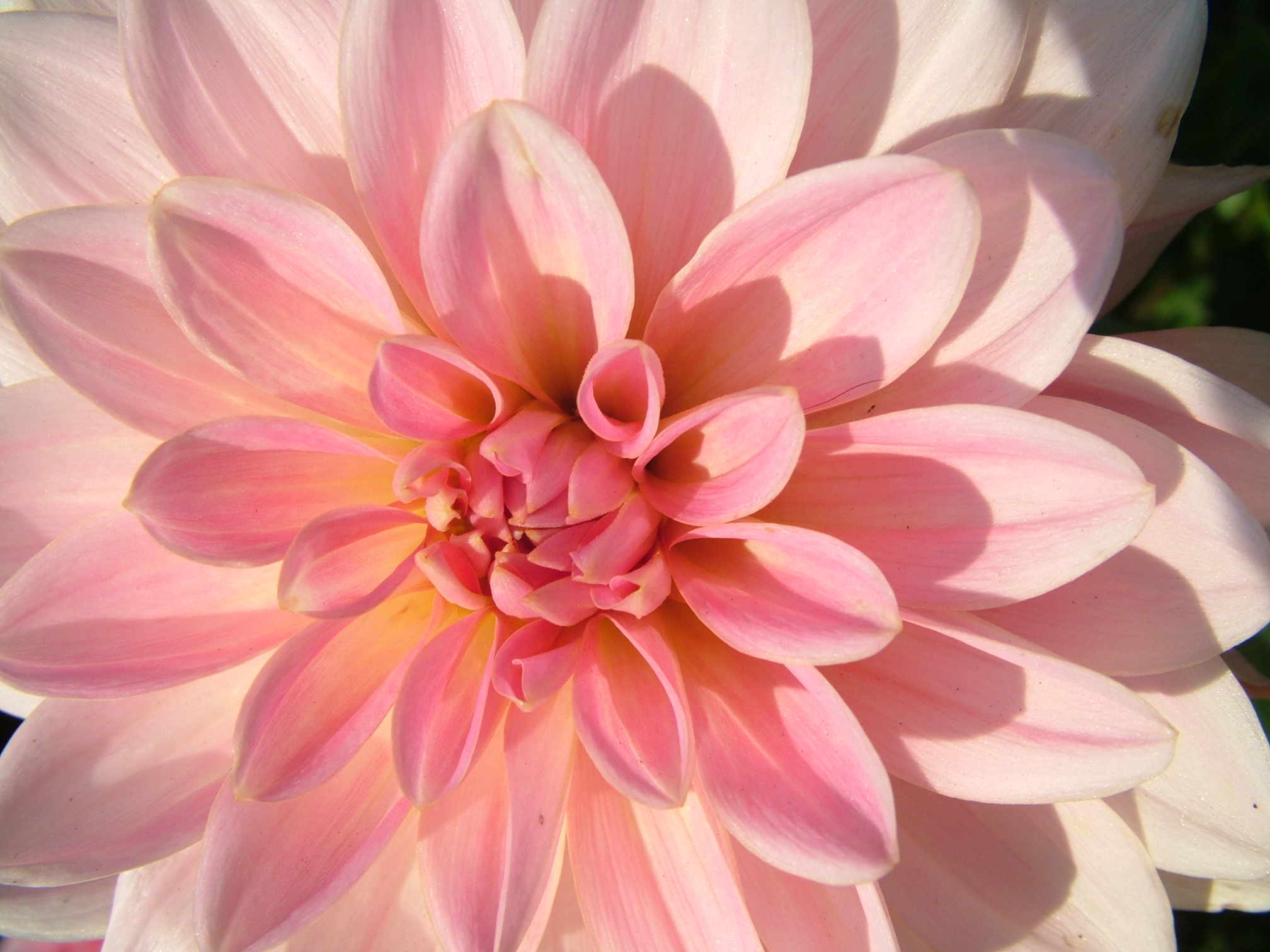 Flowers Pale Pink and Yellow Dahlia wallpapers (Desktop, Phone ...