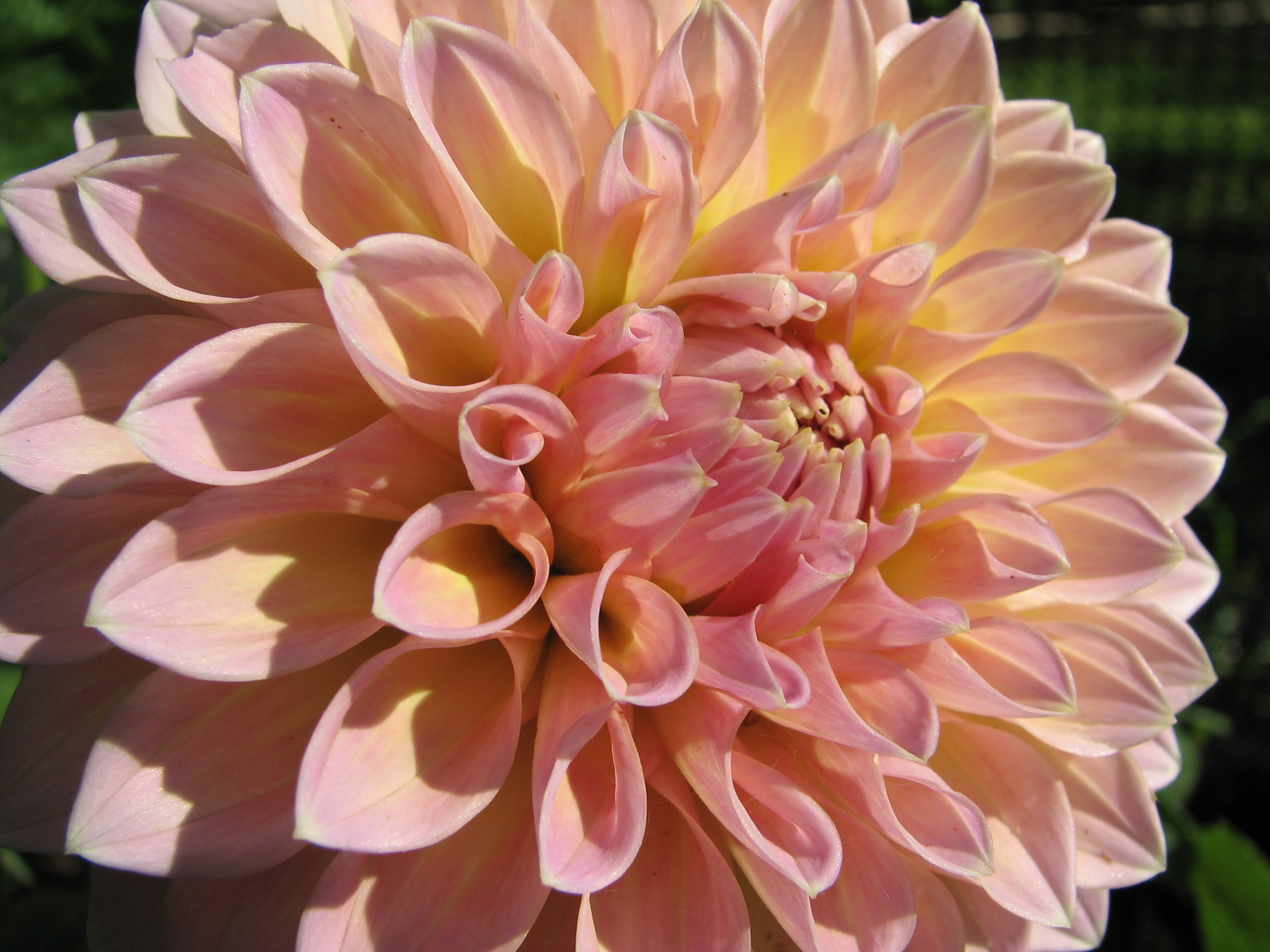 Castle Drive – Stonehouse Dahlias