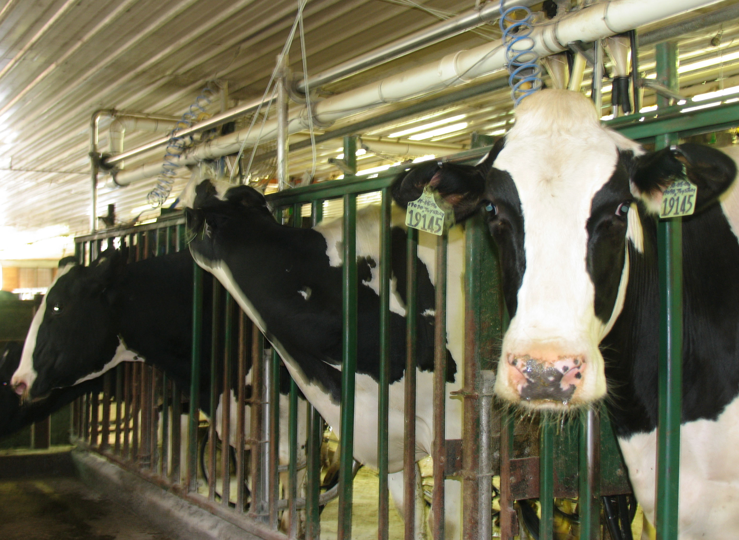 Country Dairy Tour Is Udderly Delightful | Great Lakes Gazette