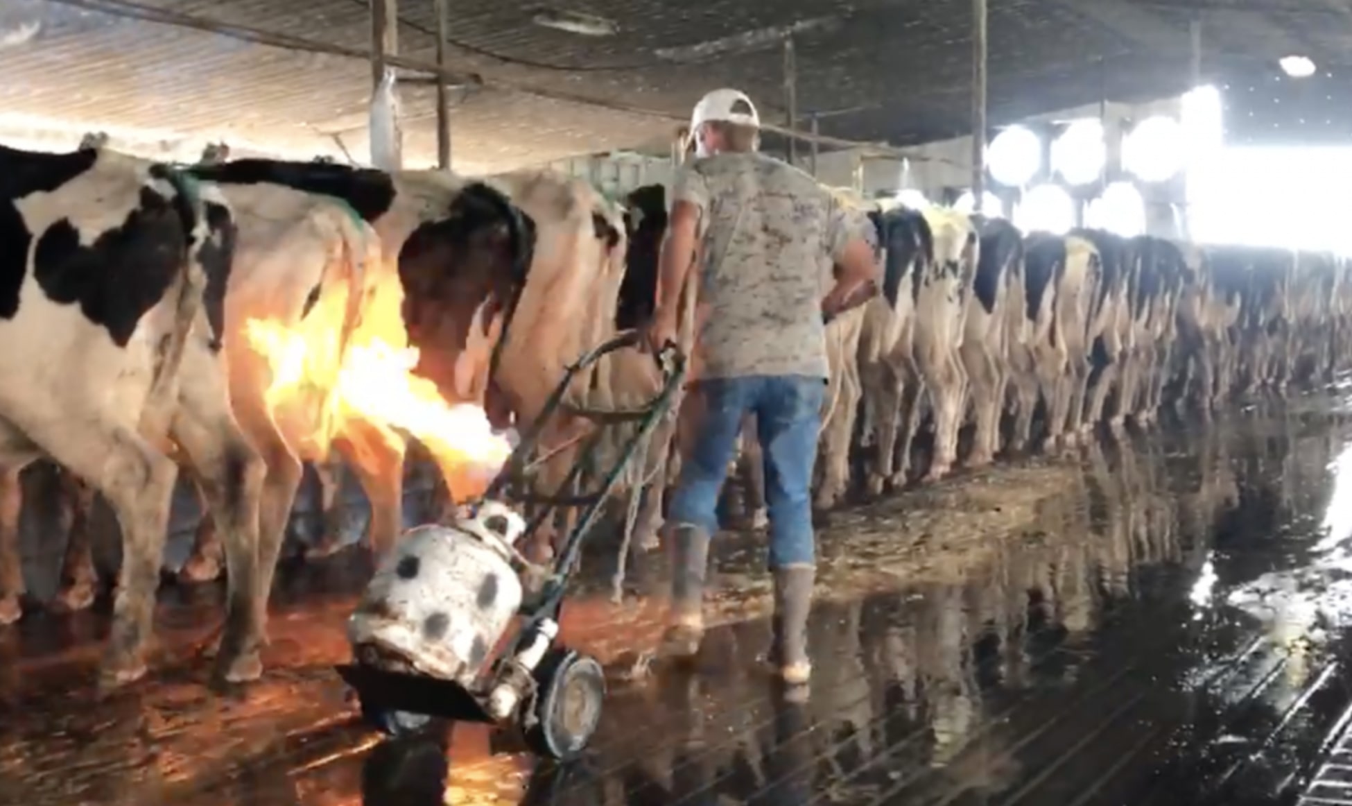 Milk Dairy Farm Project - The Best Of Milk 2018