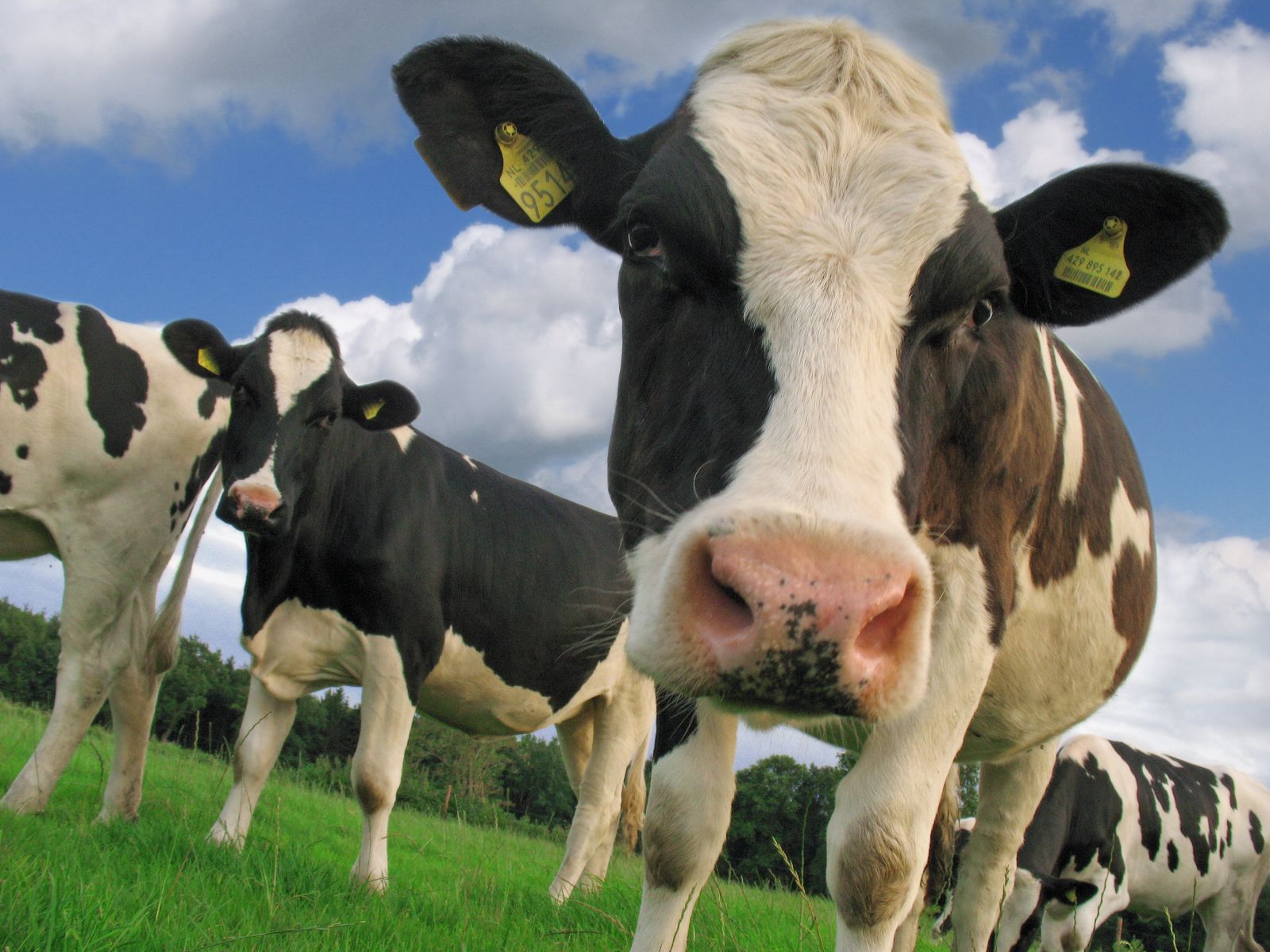 Organic Dairy Farm | Sustainable Development