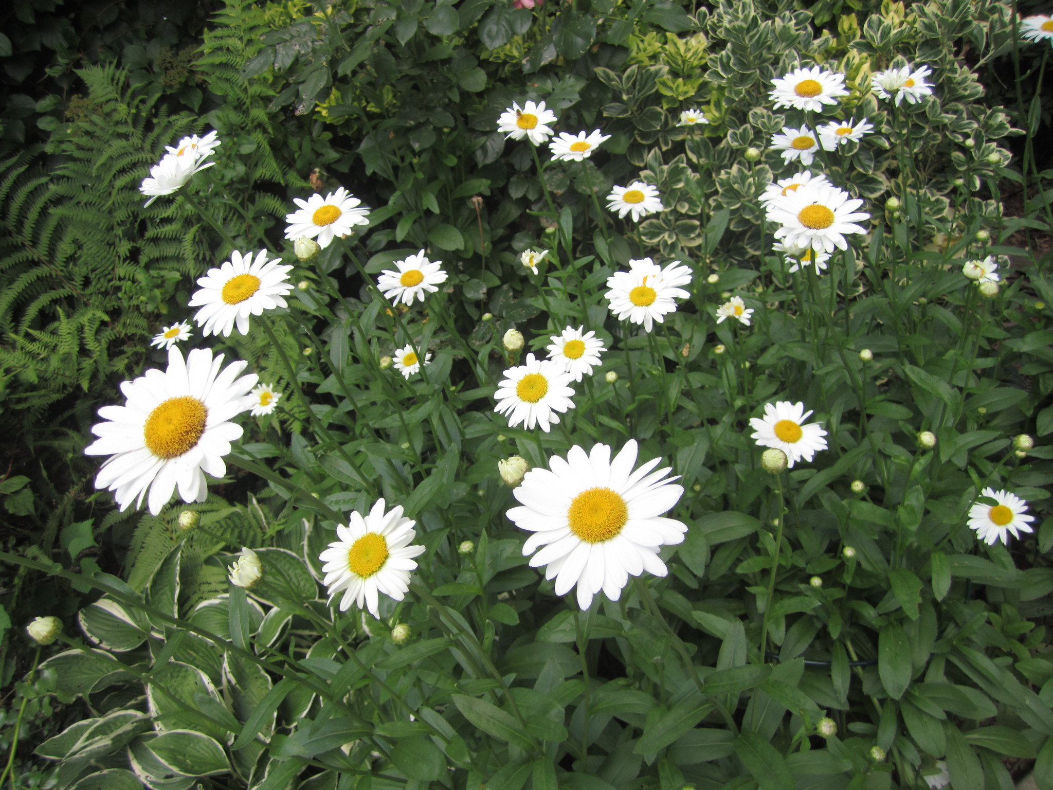 Shasta daisies are garden show-stoppers | SILive.com