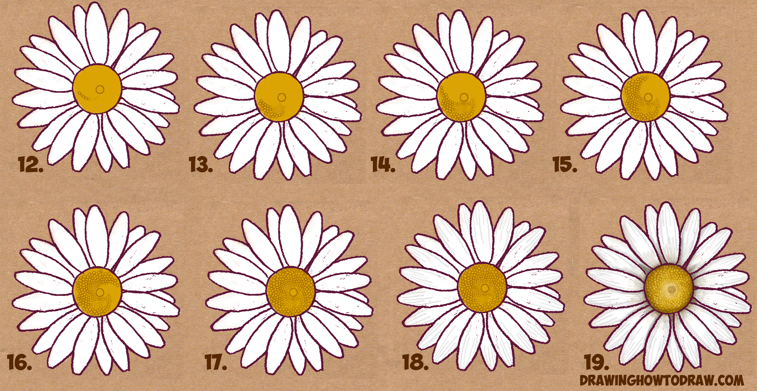 How to Draw a Daisy Flower (Daisies) in Easy Step by Step Drawing ...