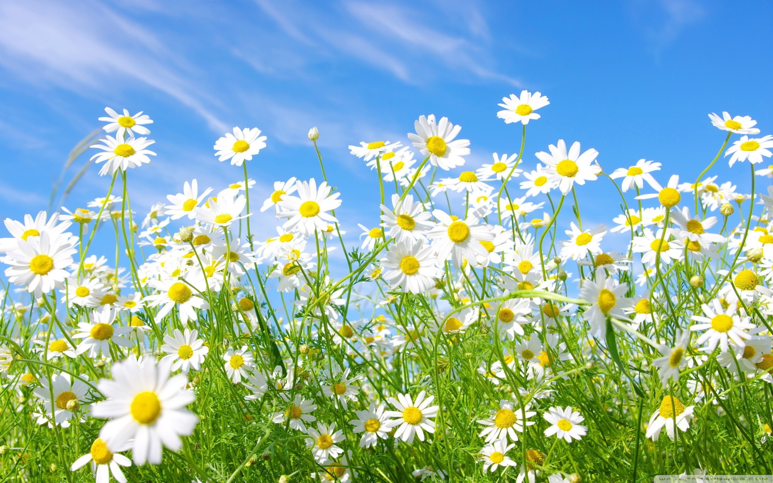 Field Of Daisies Wallpapers Group (62+)