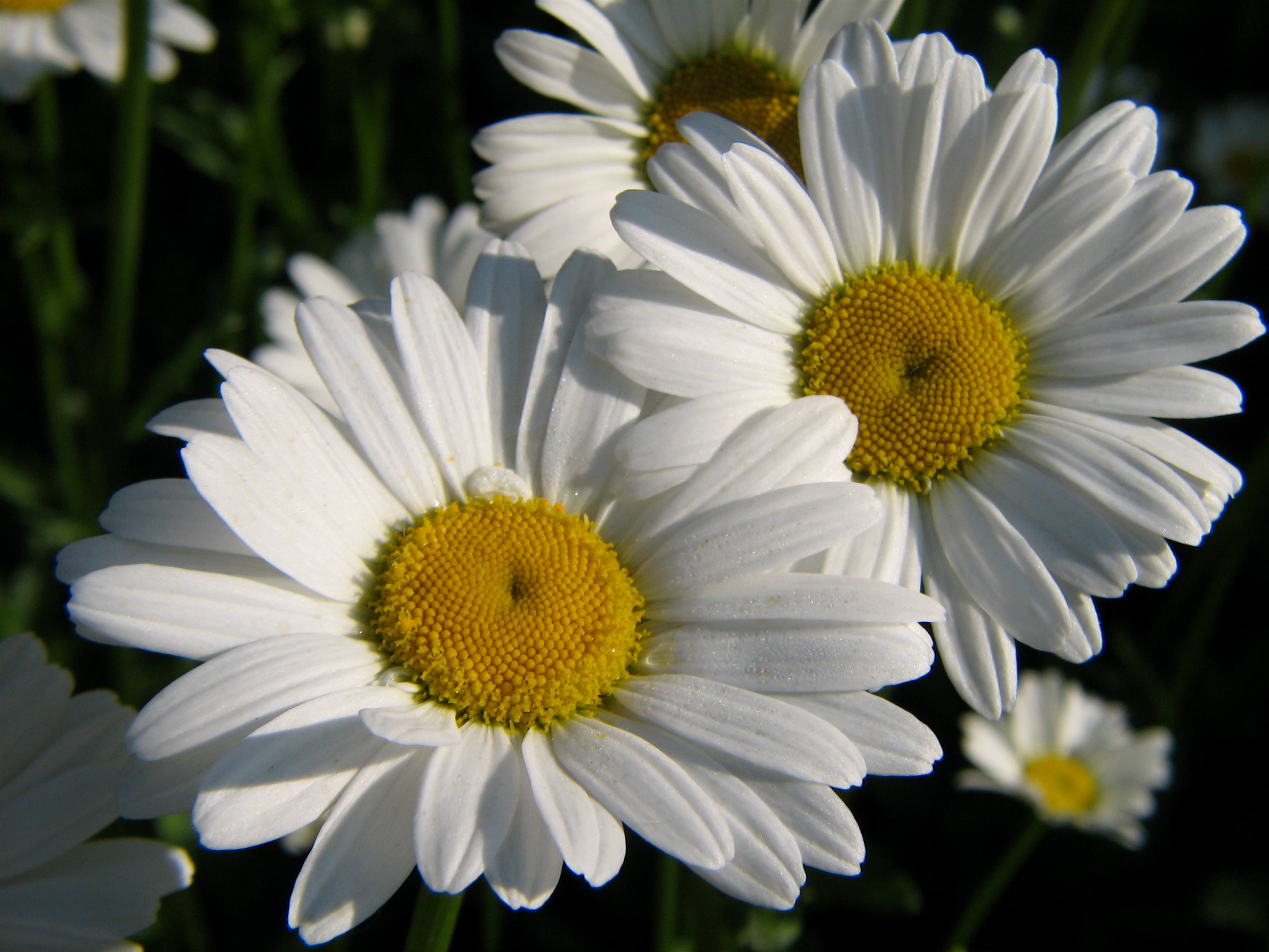 Close-up photo of white Daisy flower, daisies HD wallpaper ...