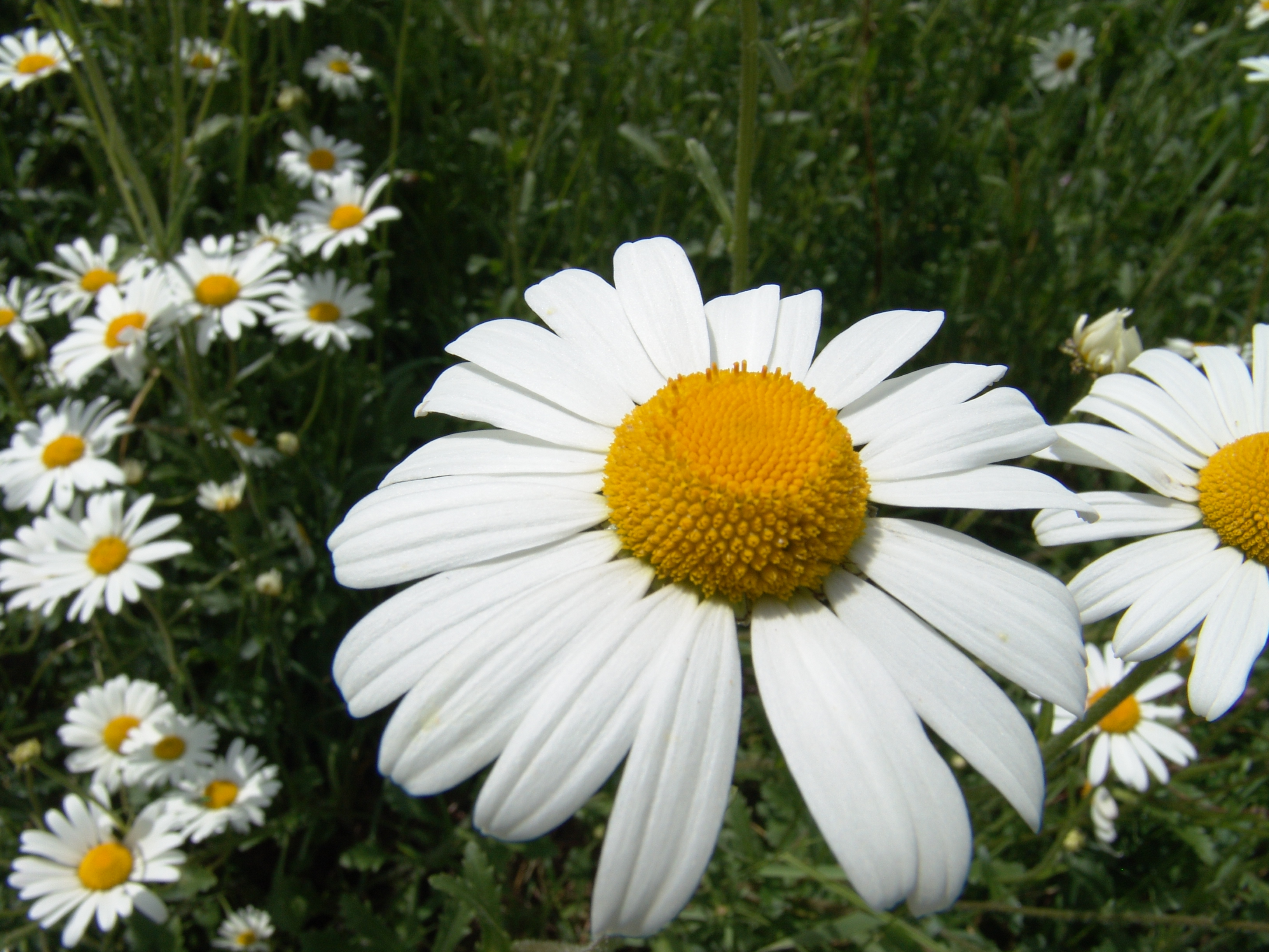 Flowers: daisy-large-on- - daisies, Asteraceae, aster, wildflower ...