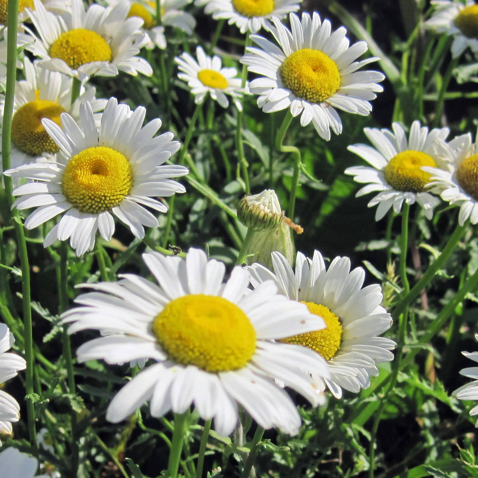 Ox-eye Daisy, Chrysanthemum leucanthemum - Weekly Weeder #18