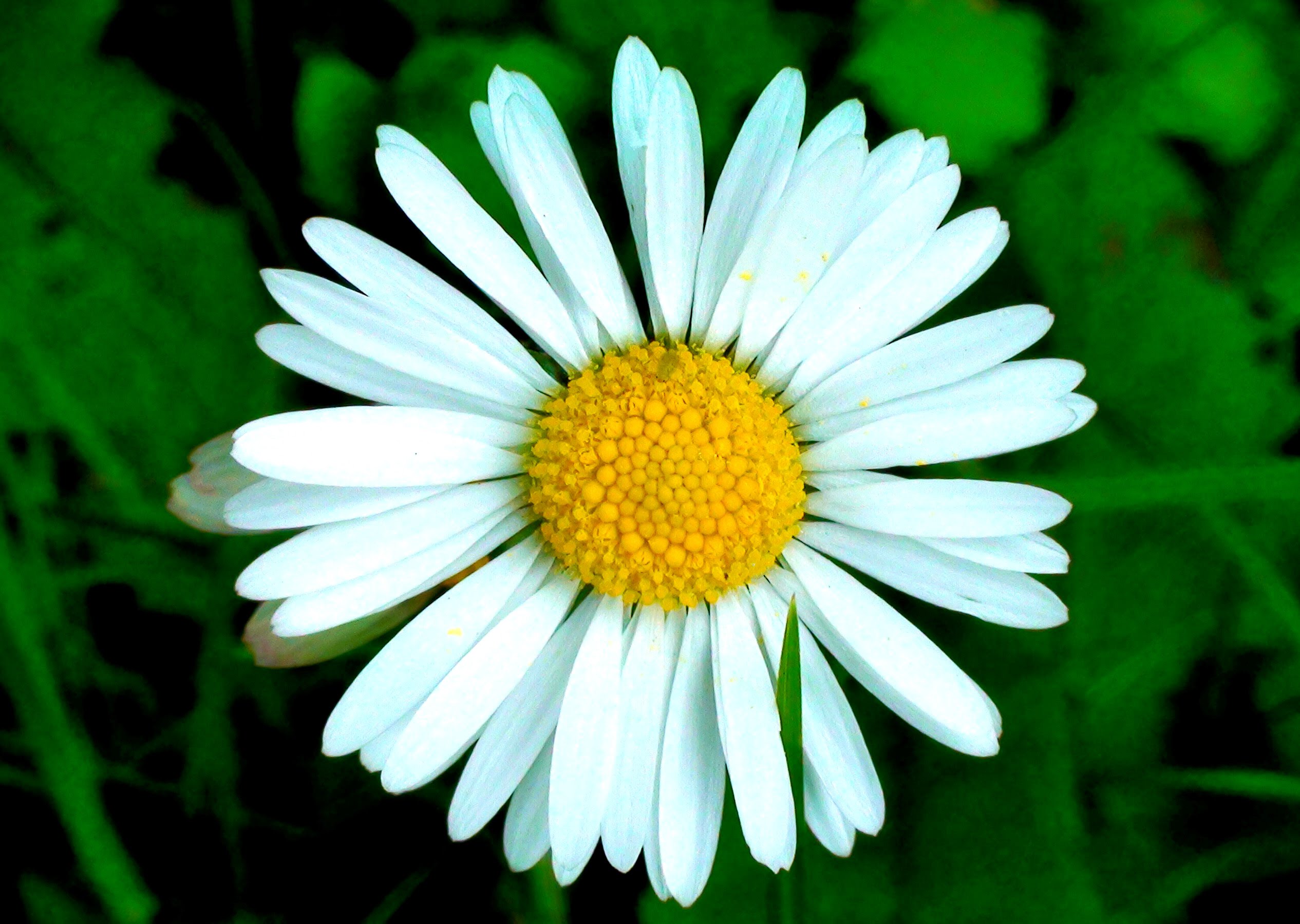 Blooming Daisy Flowers Timelapse - YouTube