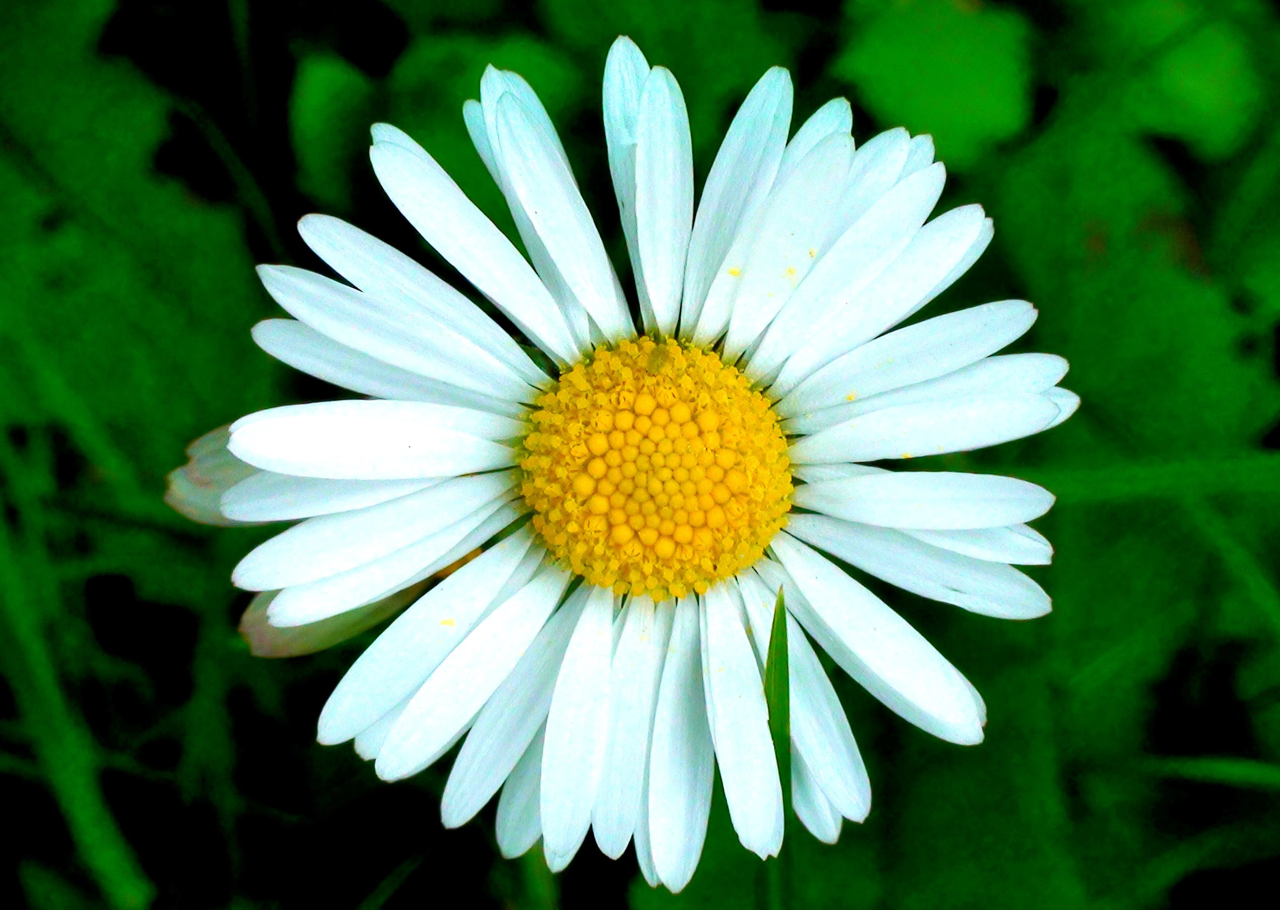 Daisy Pics