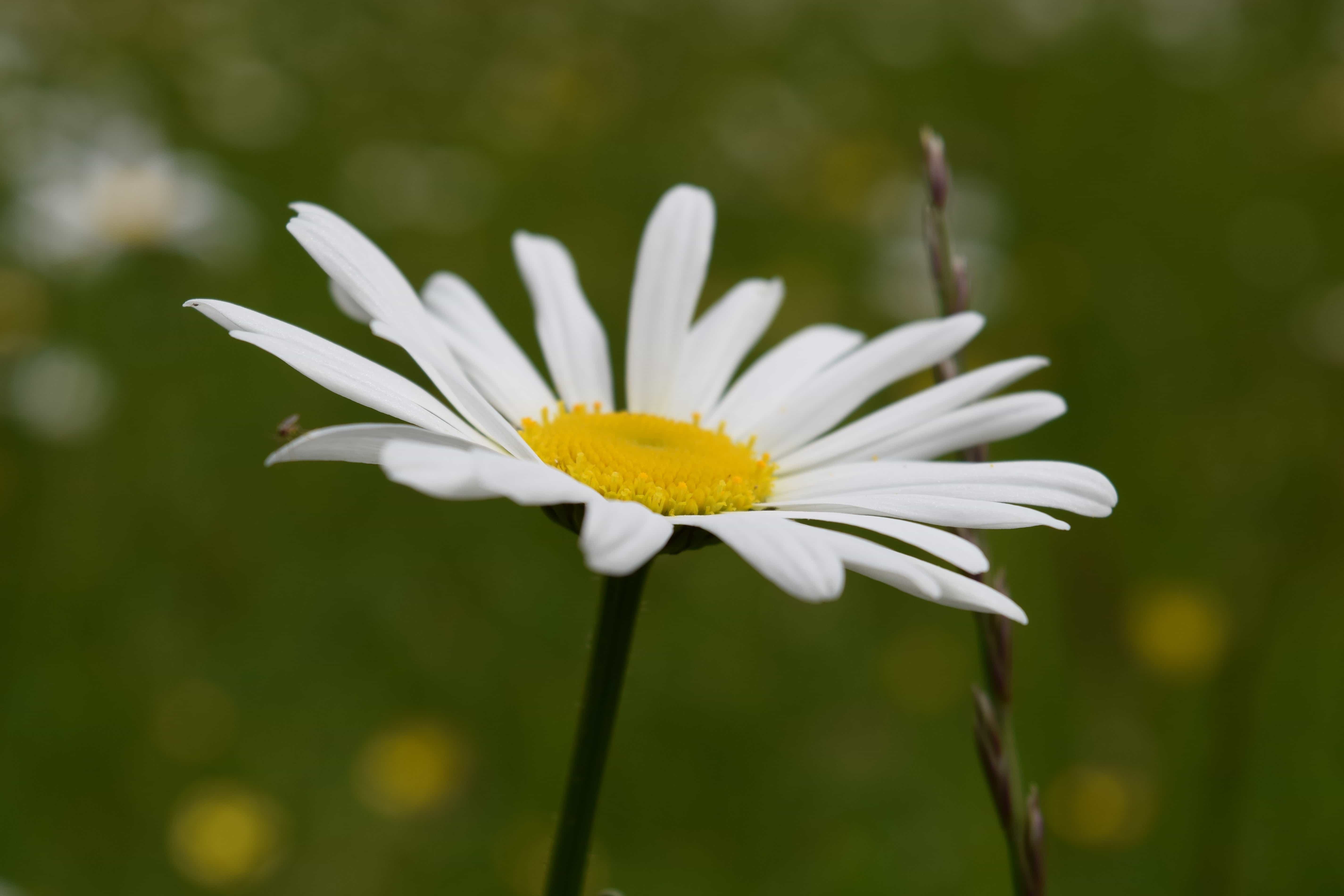 Free picture: summer, flower, flora, nature, daisy, plant, blossom. 