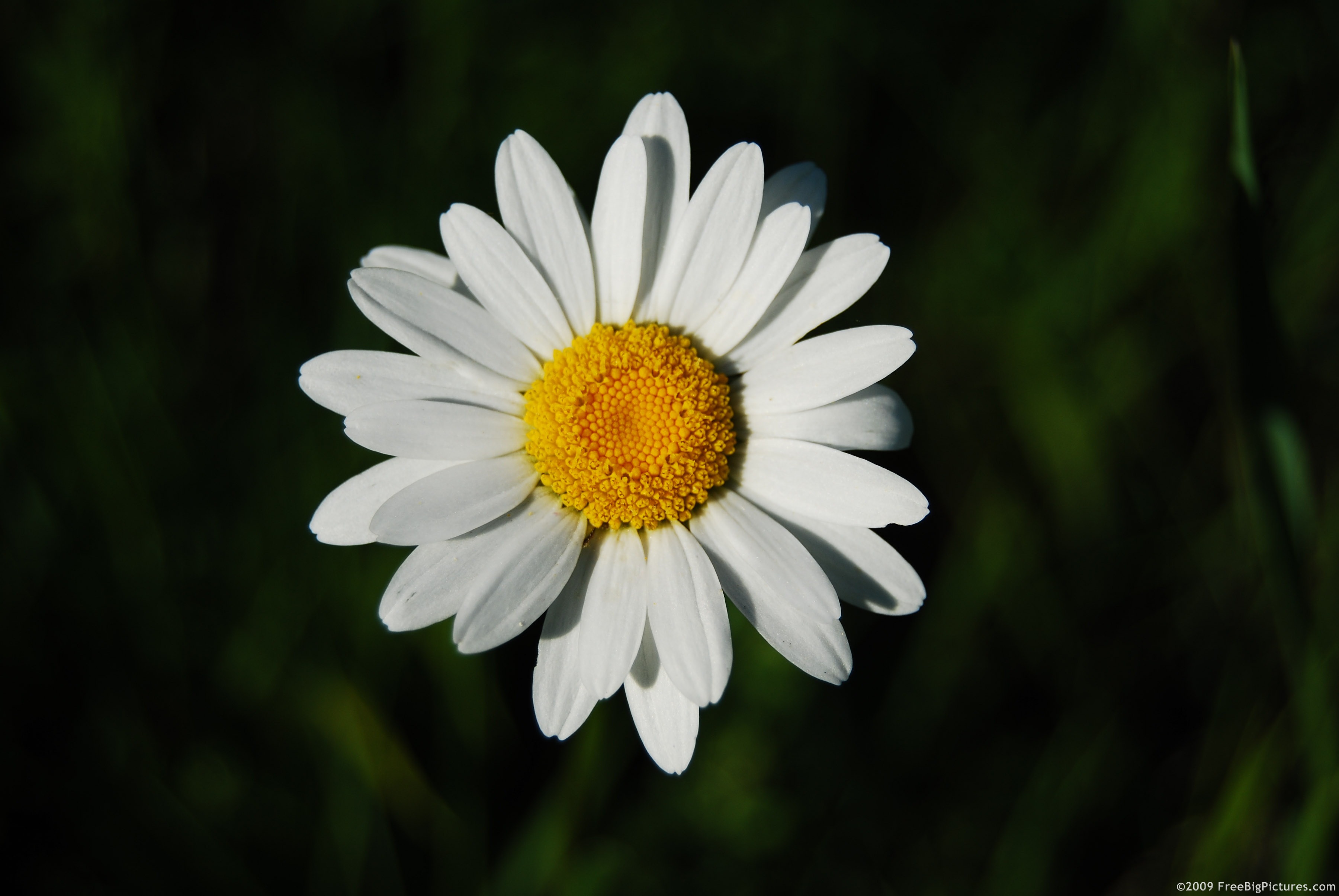 The English Daisy Lawn | Dirt Simple