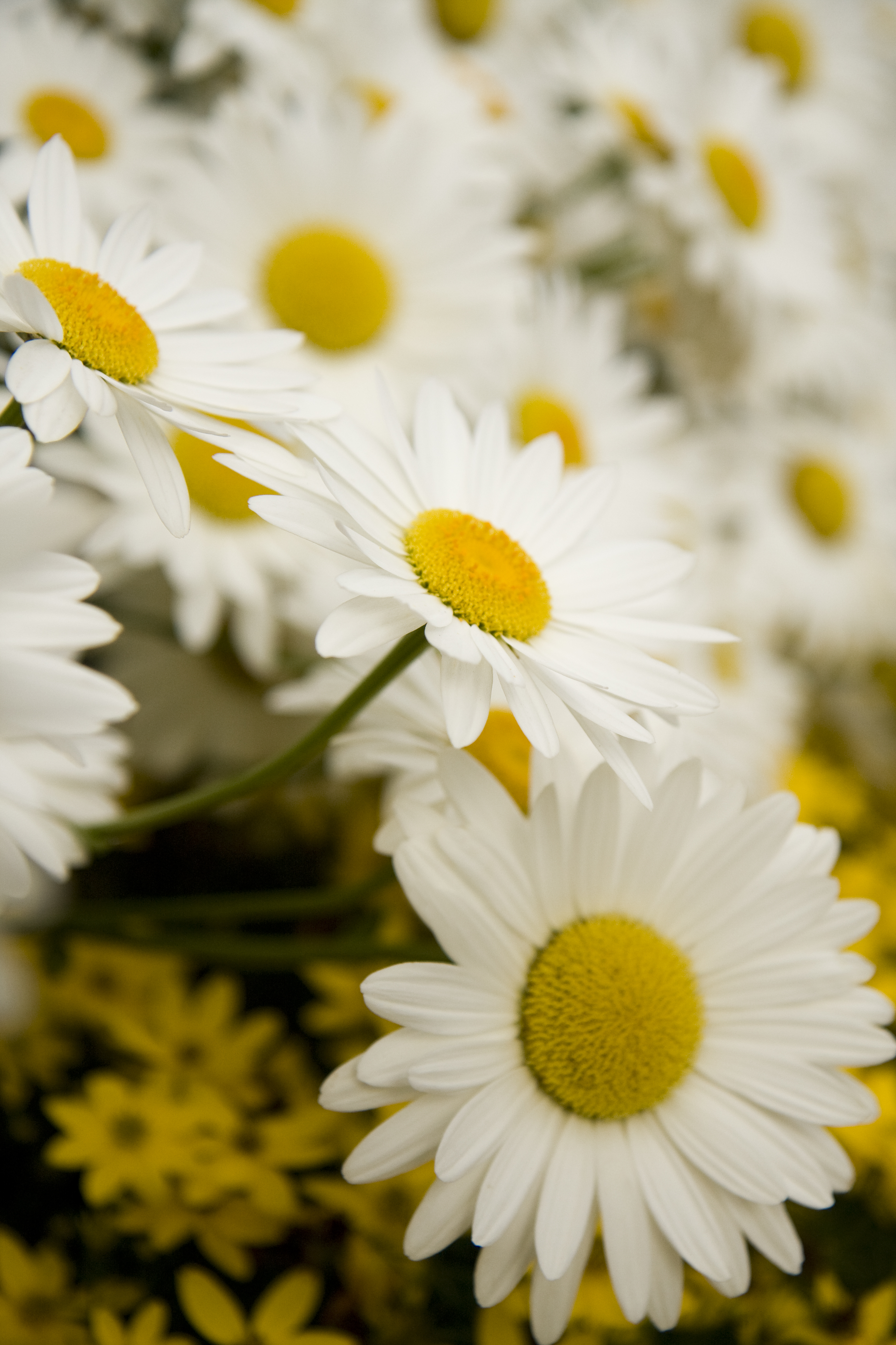 Things You Didn't Know About Daisies - Daisy Fun Facts