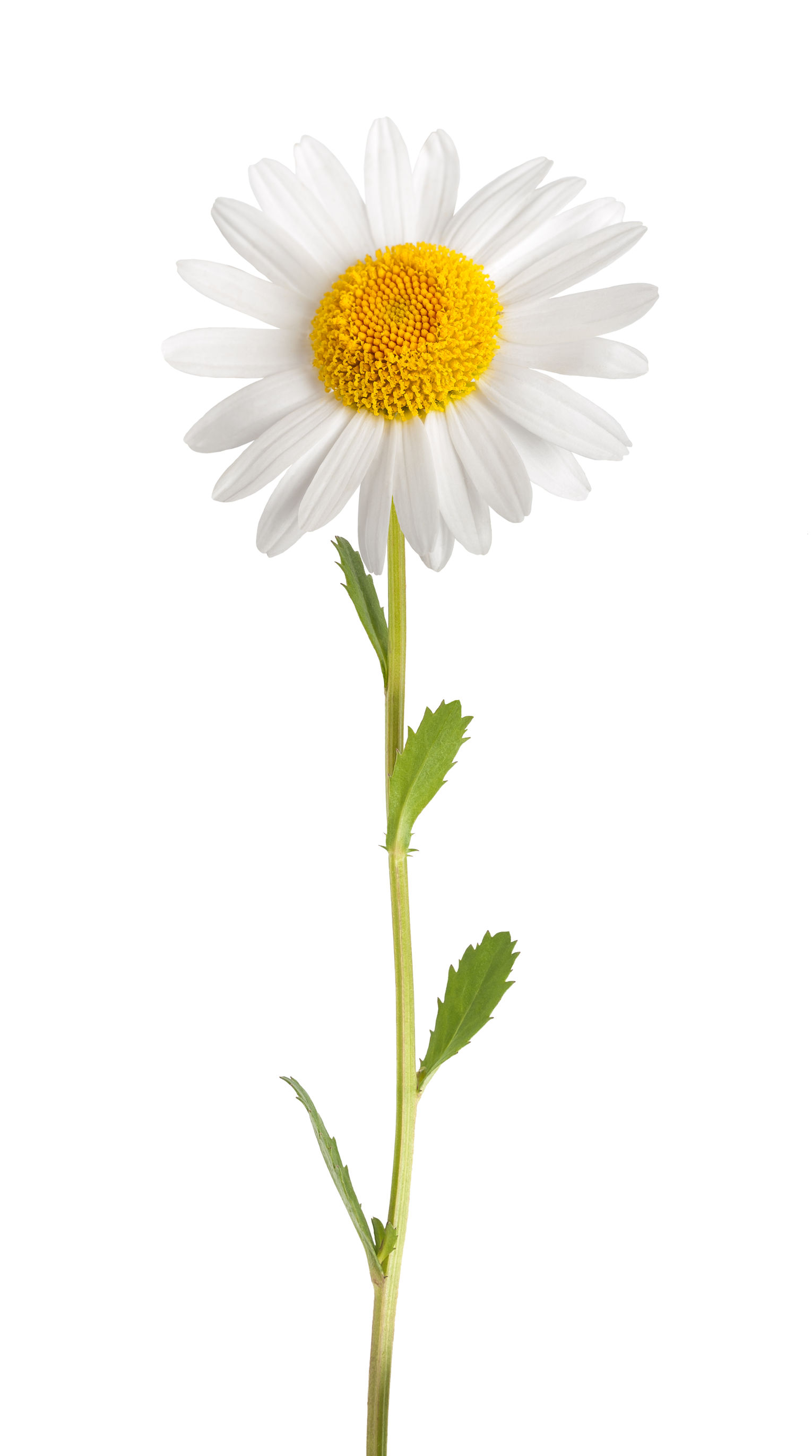 Download Free photo: Daisy - Black, Color, Edited - Free Download ...