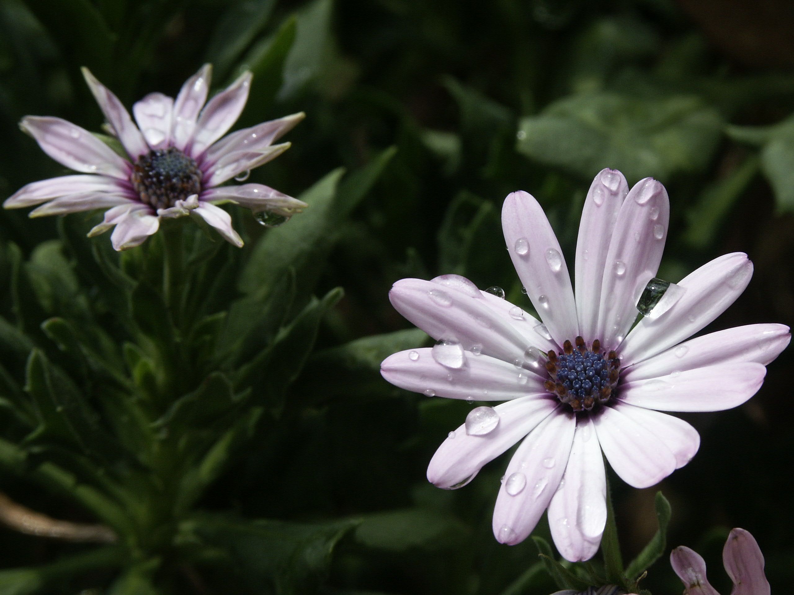 How to Grow African Daisies (Osteospermum)
