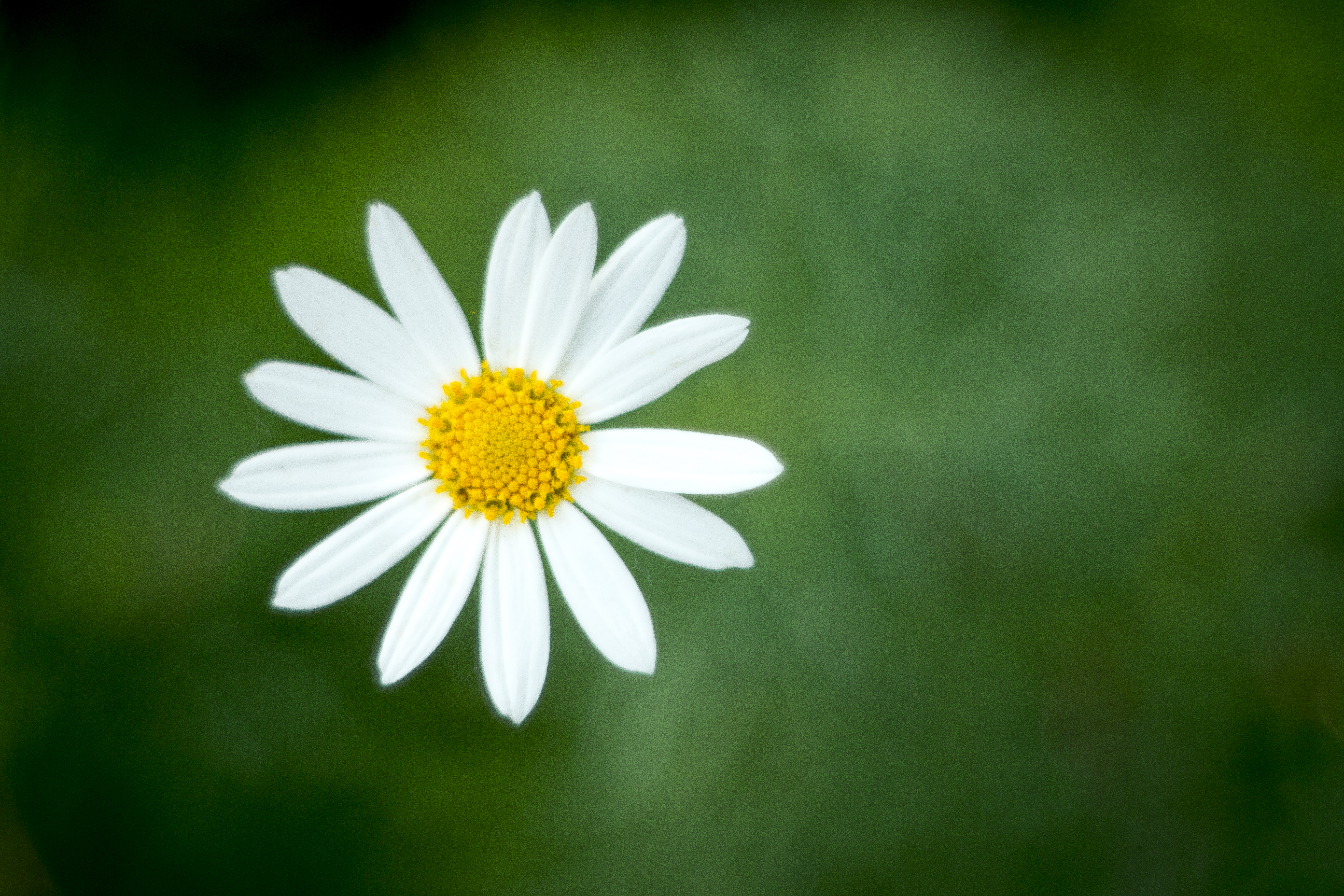 The meaning and symbolism of the word - «Daisy»