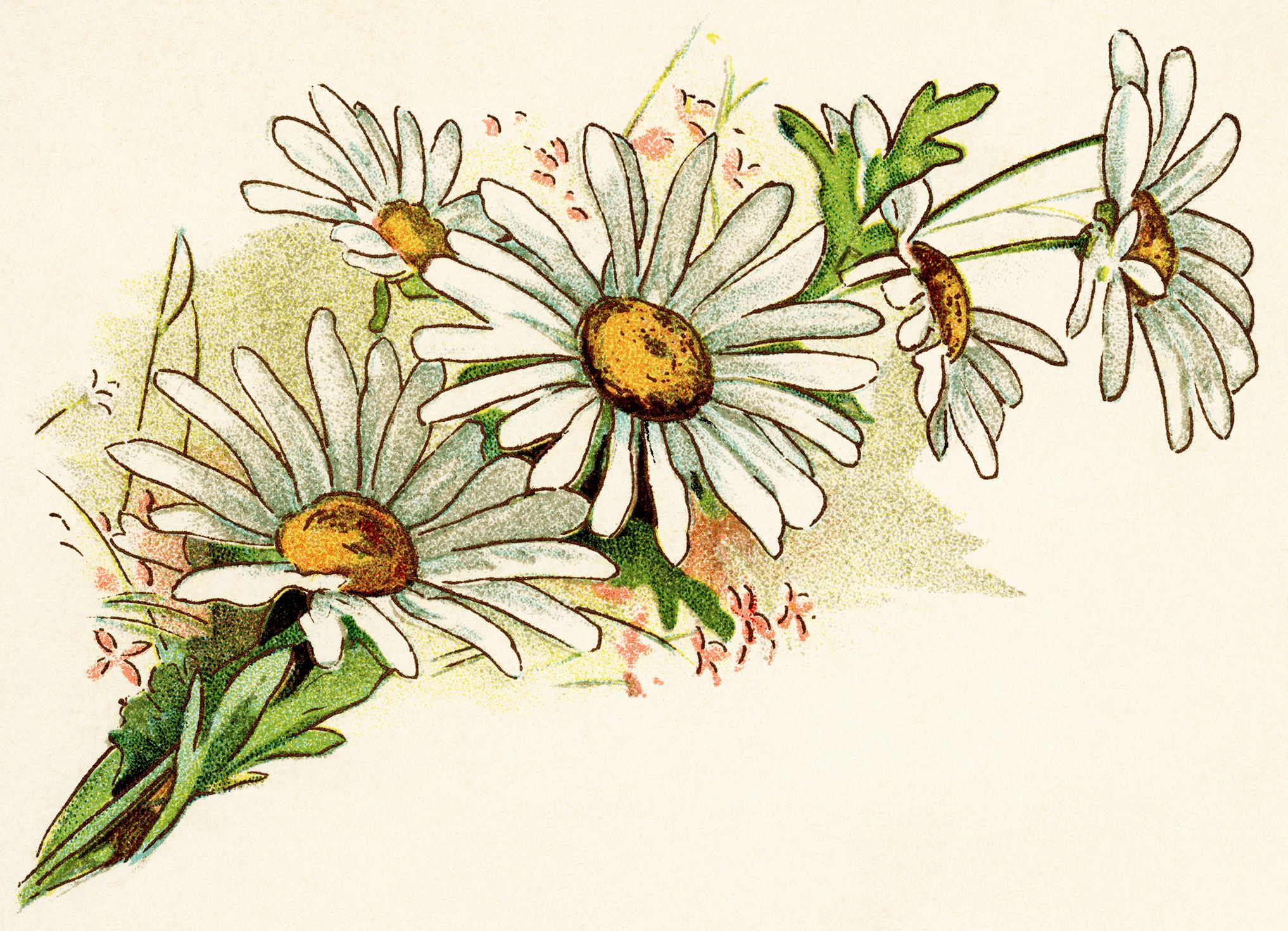 vintage daisy image, free digital floral graphics, cluster of ...