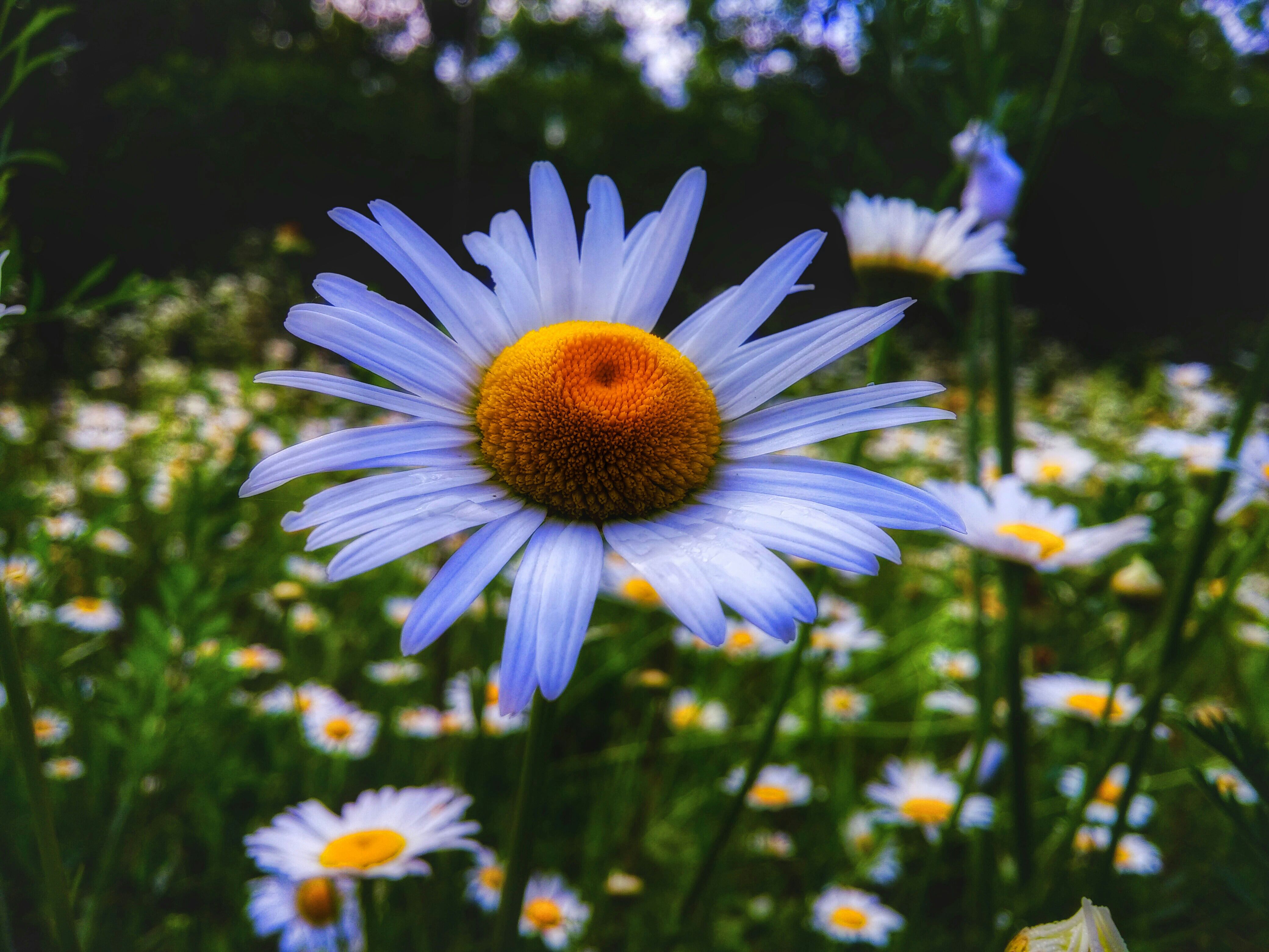 Things You Didn't Know About Daisies - Daisy Fun Facts