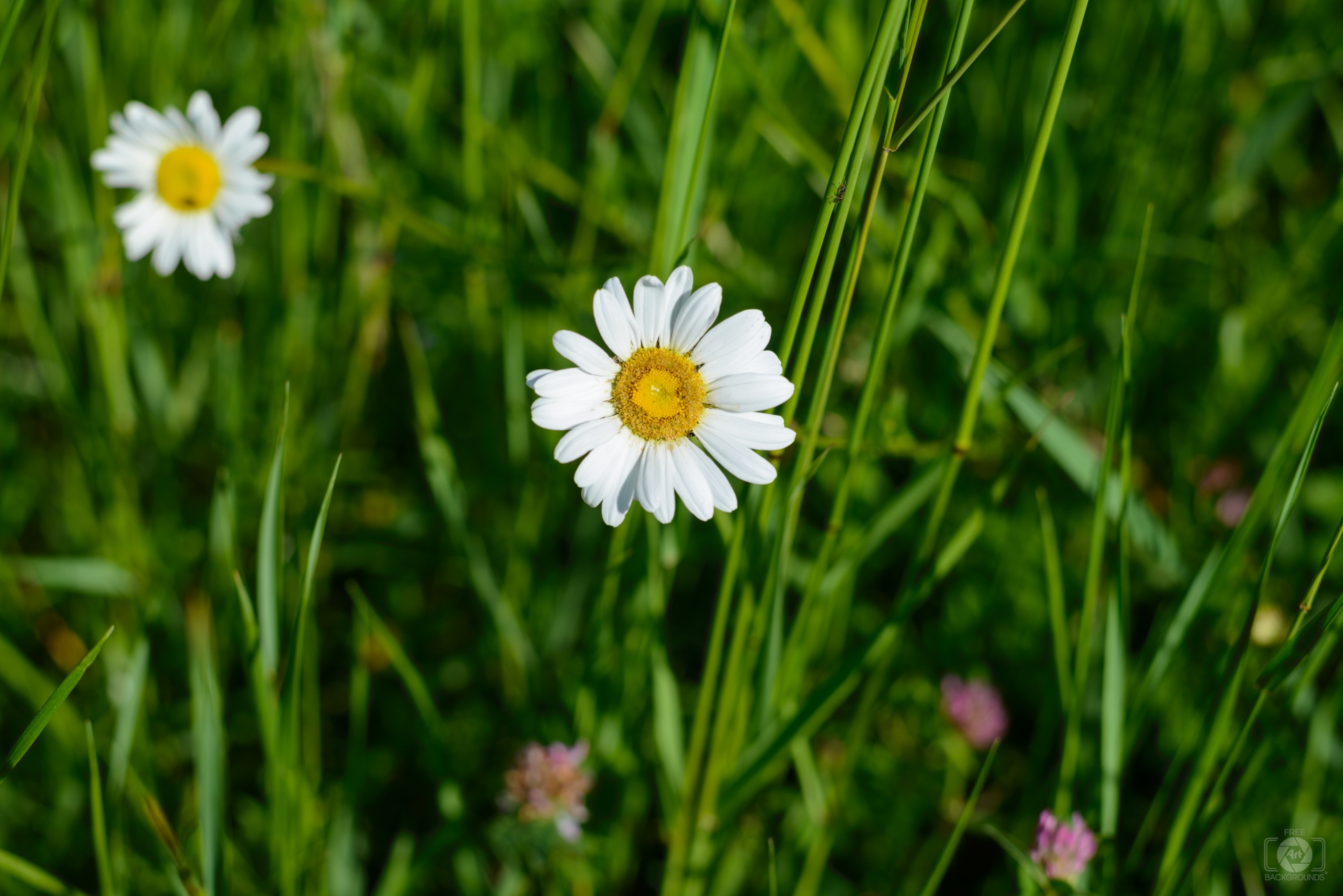 Daisy in the Grass Background - High-quality Free Backgrounds