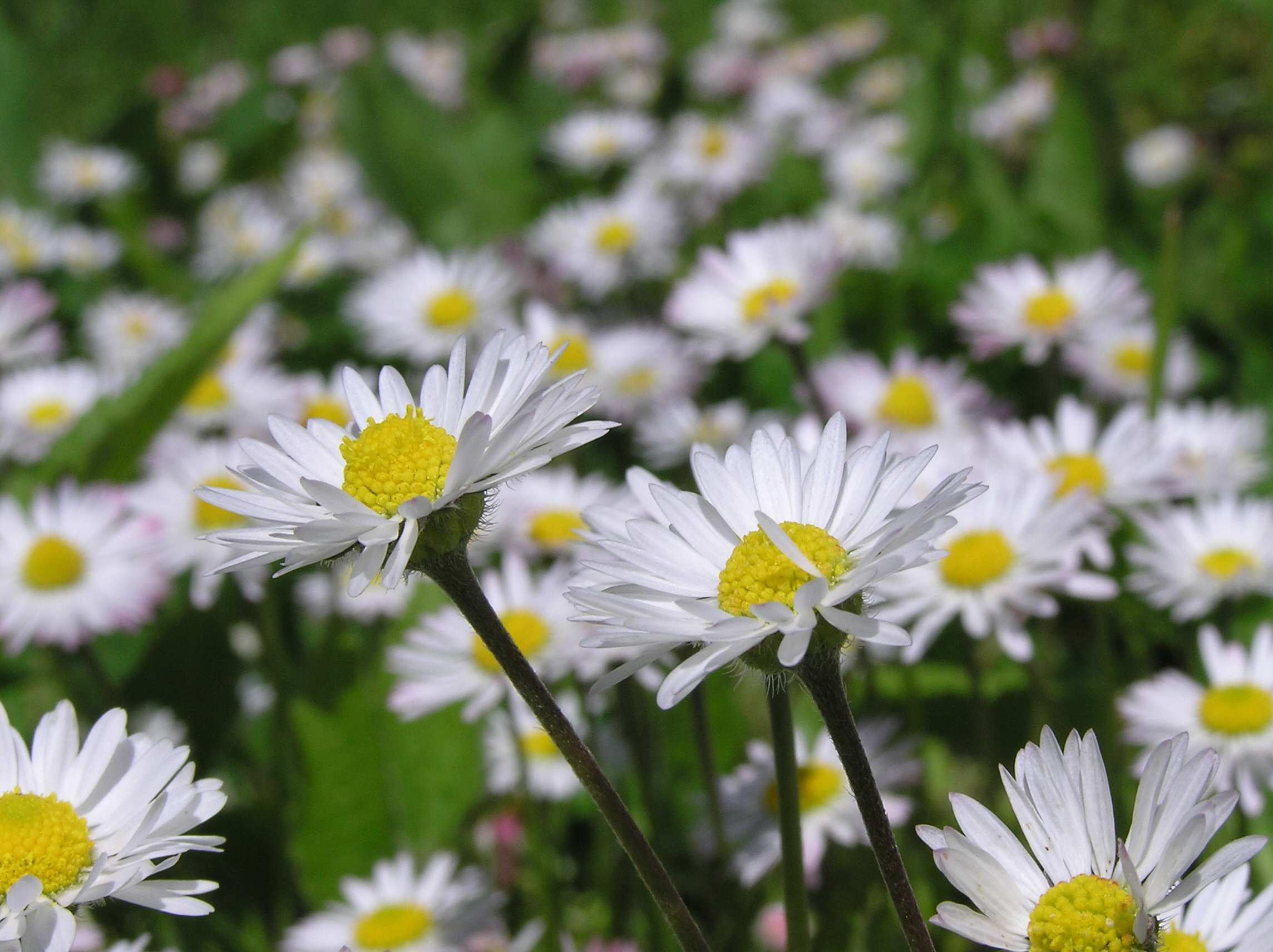 The English Daisy Lawn | Dirt Simple