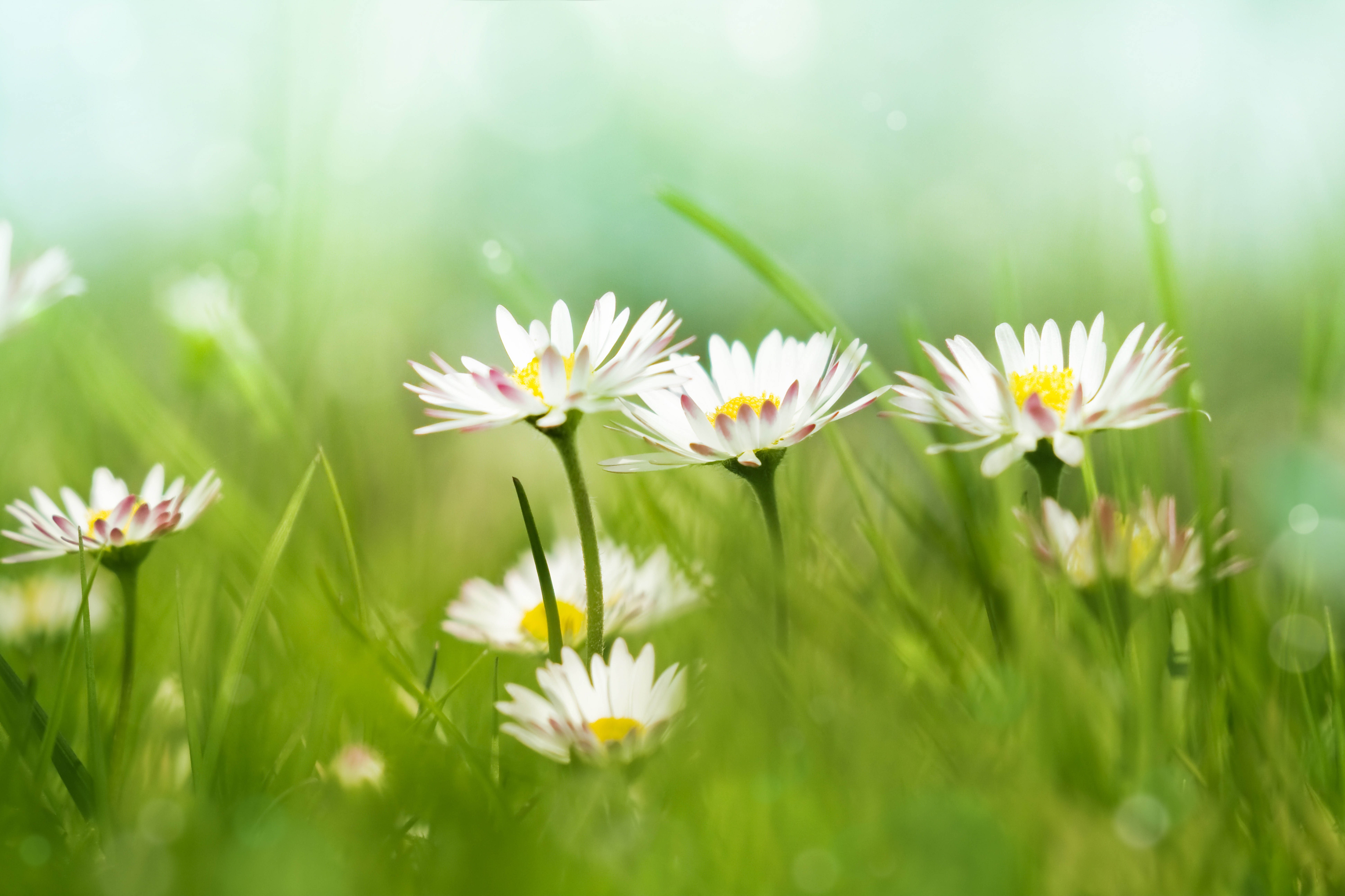 Daisy flower wallpapers » Collections of HDQ (up to 4k) wallpapers ...