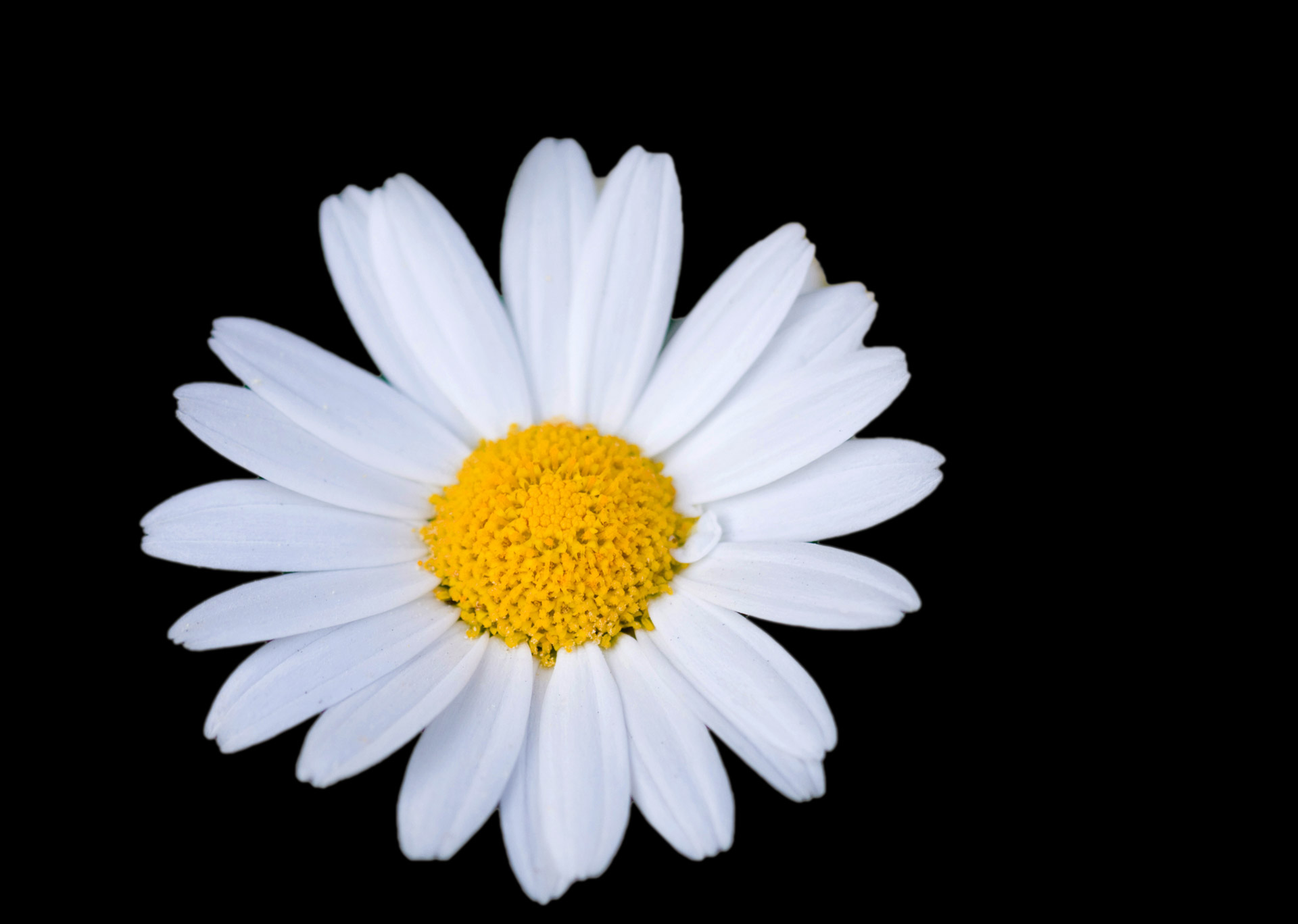 Daisy Flower Free Stock Photo - Public Domain Pictures