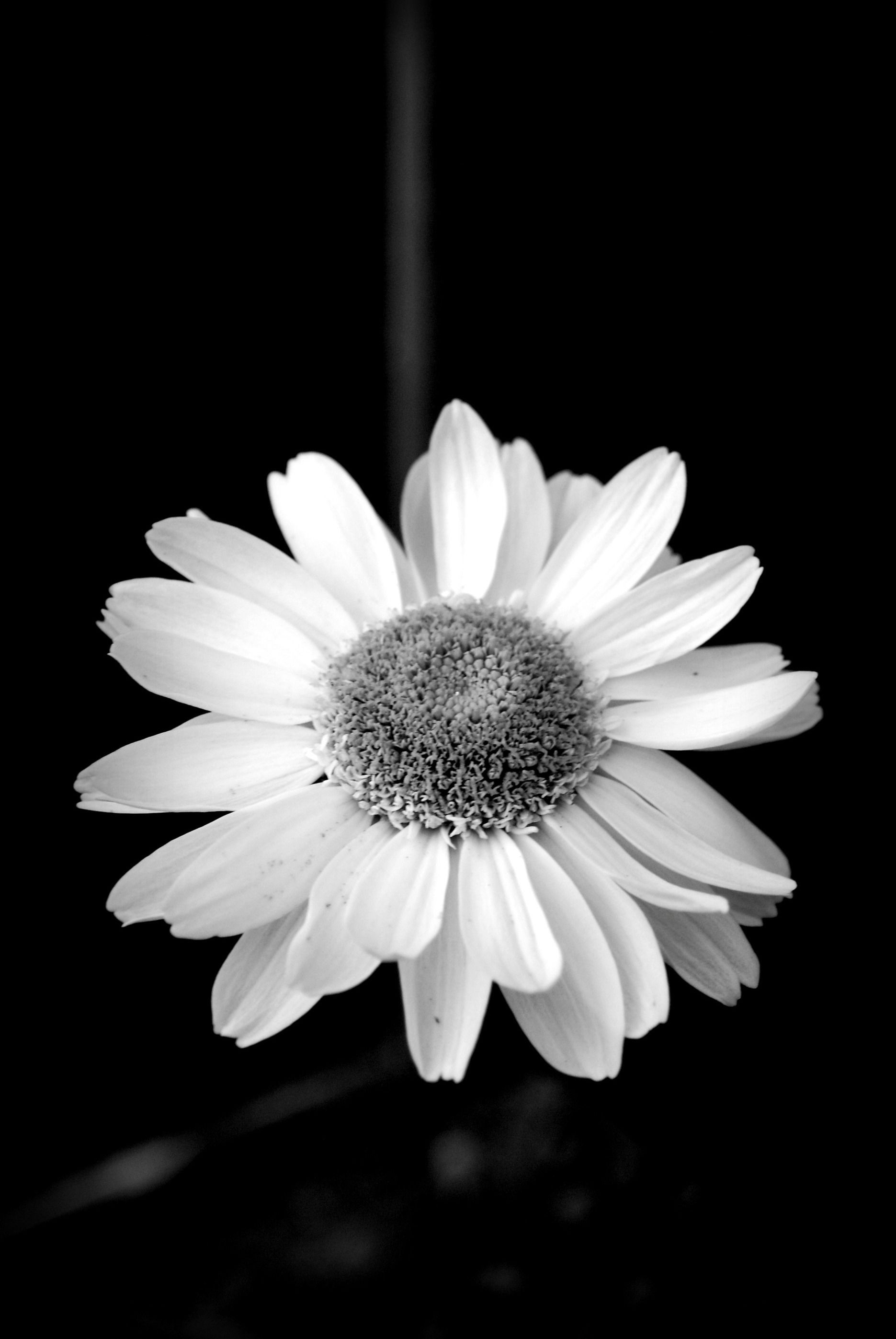 Daisy in black and white | Sea Shell Moments | Pinterest | Black