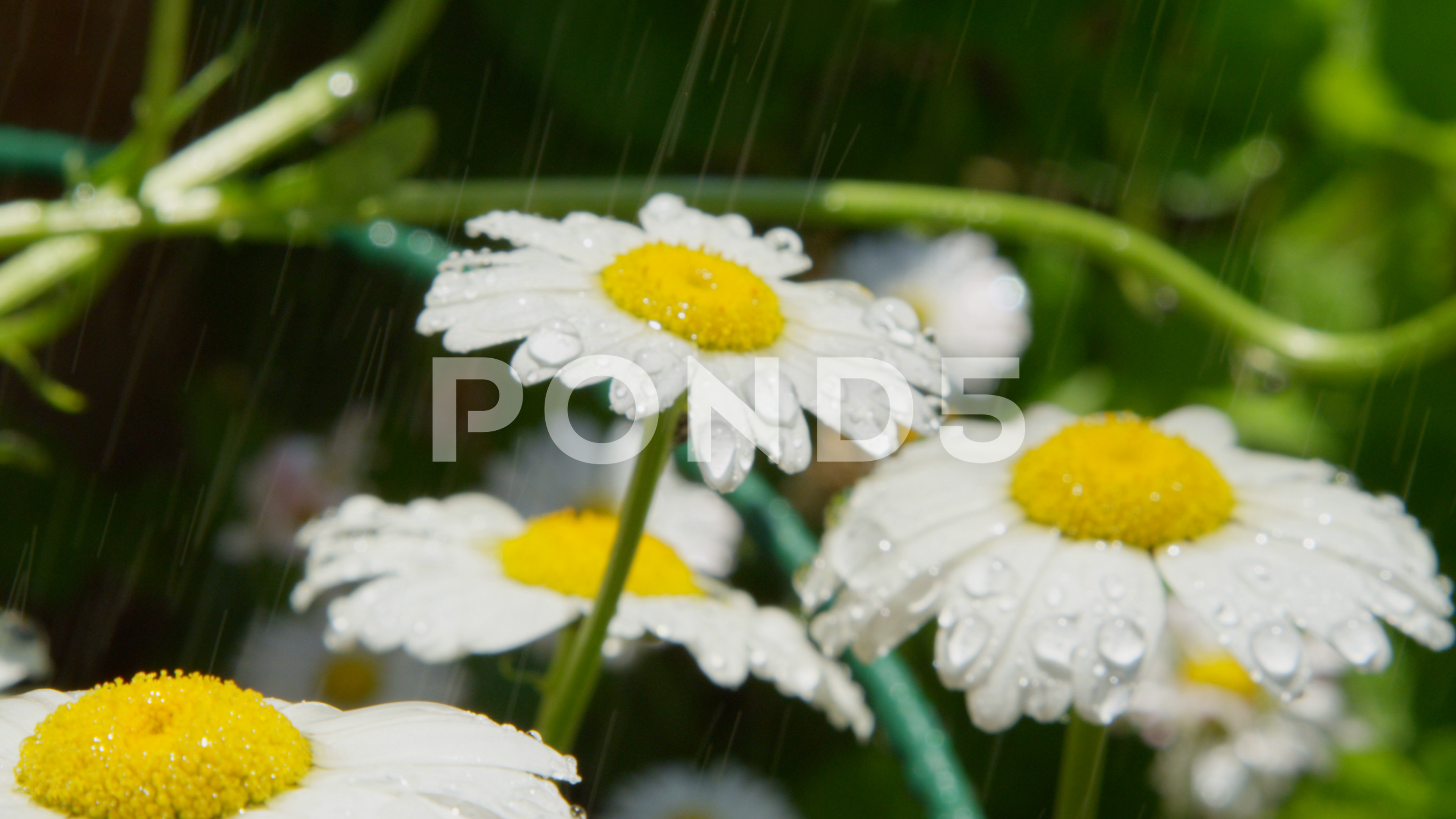 SLOW MOTION CLOSE UP DOF: Water drops raining on daisy flower in ...