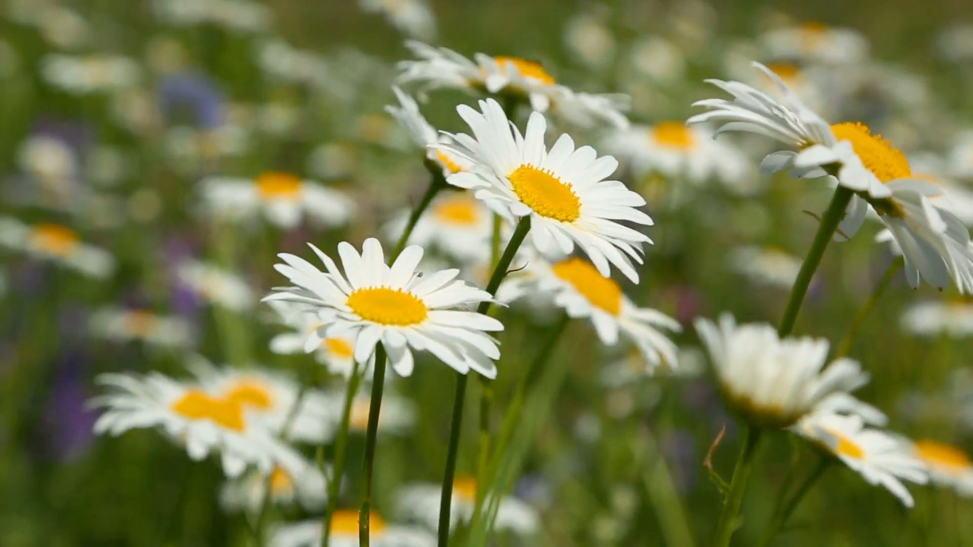 daisies on a meadow - shot with shallow DOF Stock Video Footage ...