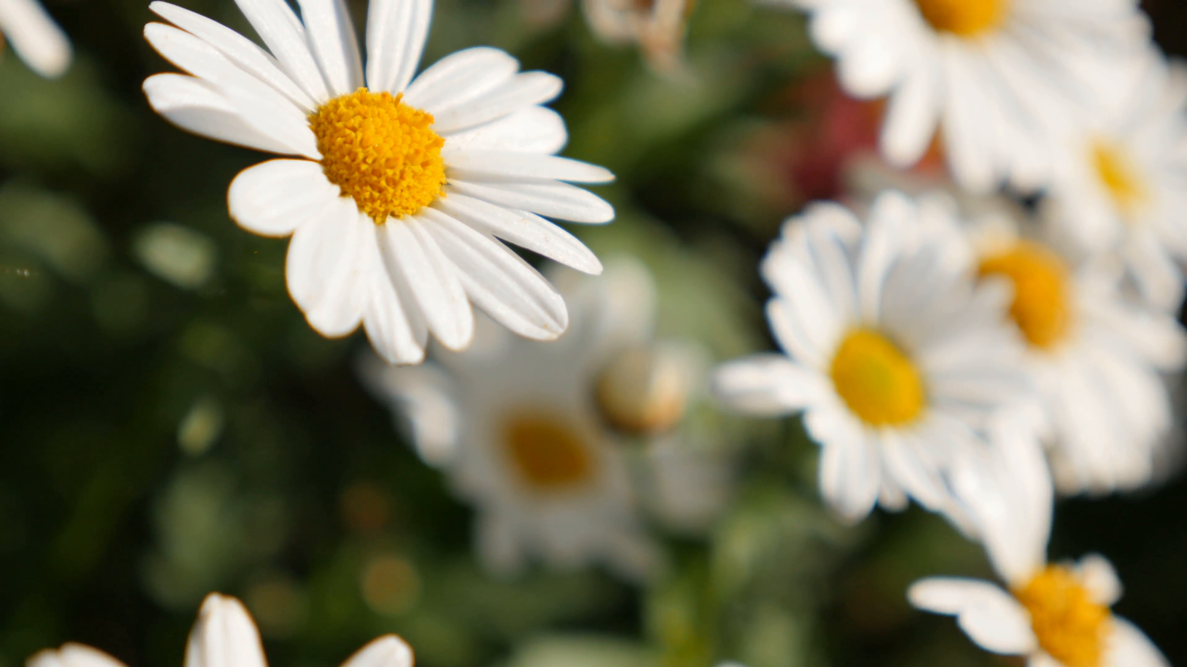 Shallow DOF common daisy beautiful white flower slow tilting natural ...