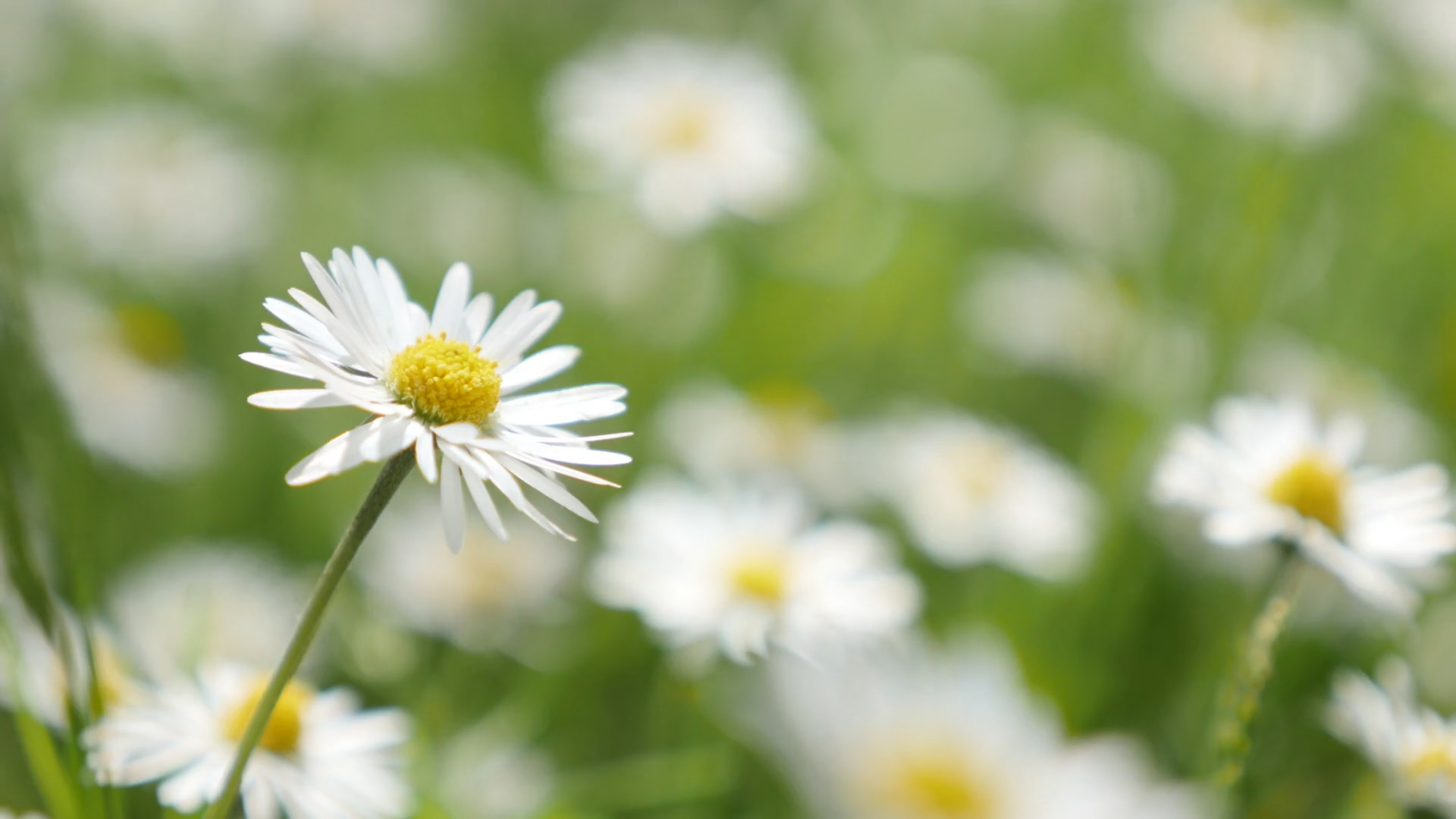 Spring background with white common daisy in the grass shallow DOF ...