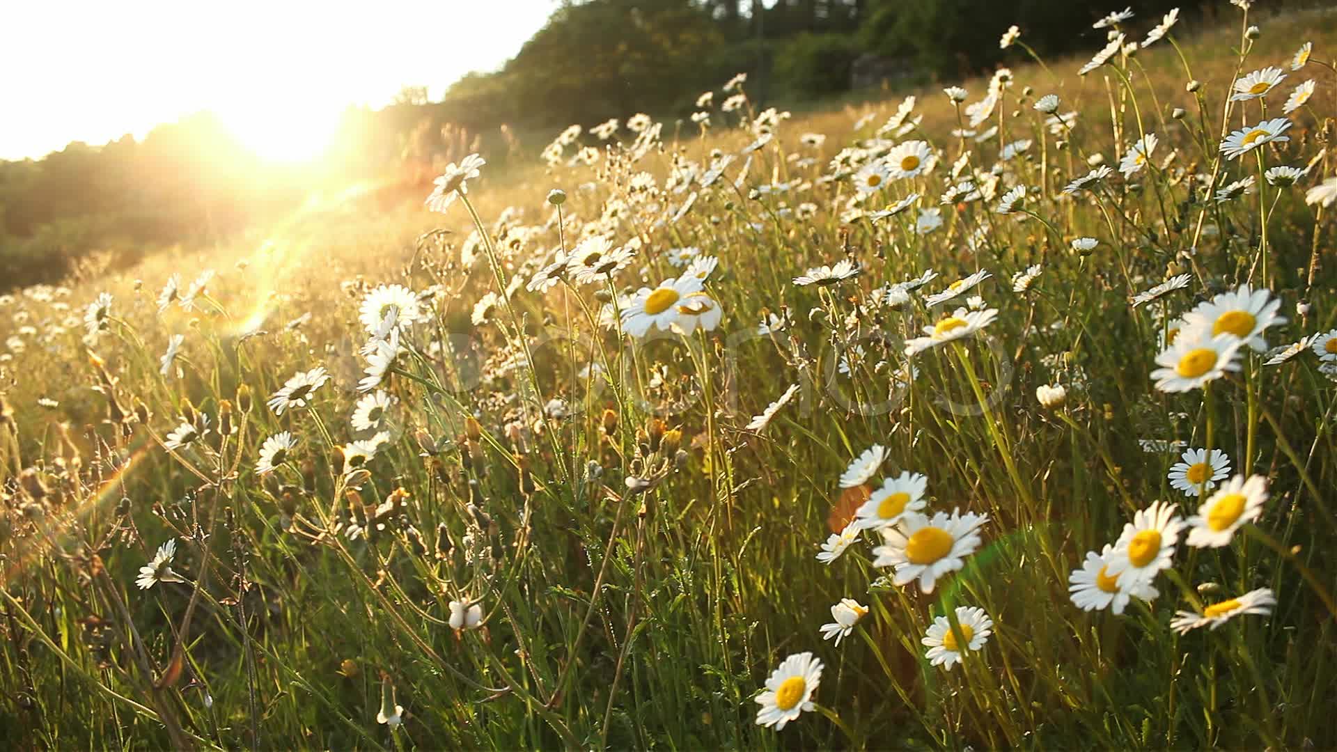 Spring season daisy field ~ Hi Res Video #20614651