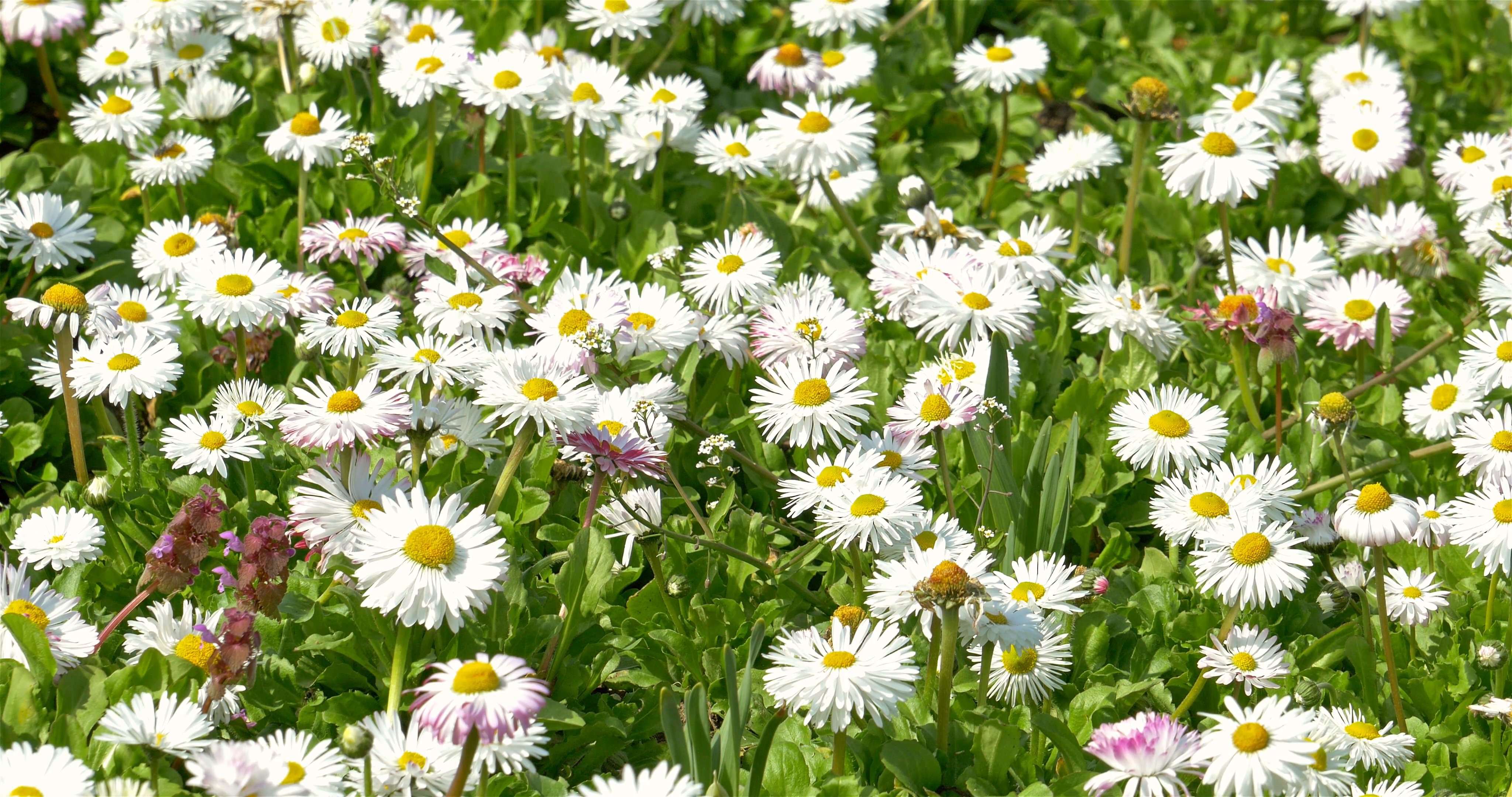 White Daisy Field Blossom In Spring Stock Video Footage - Videoblocks