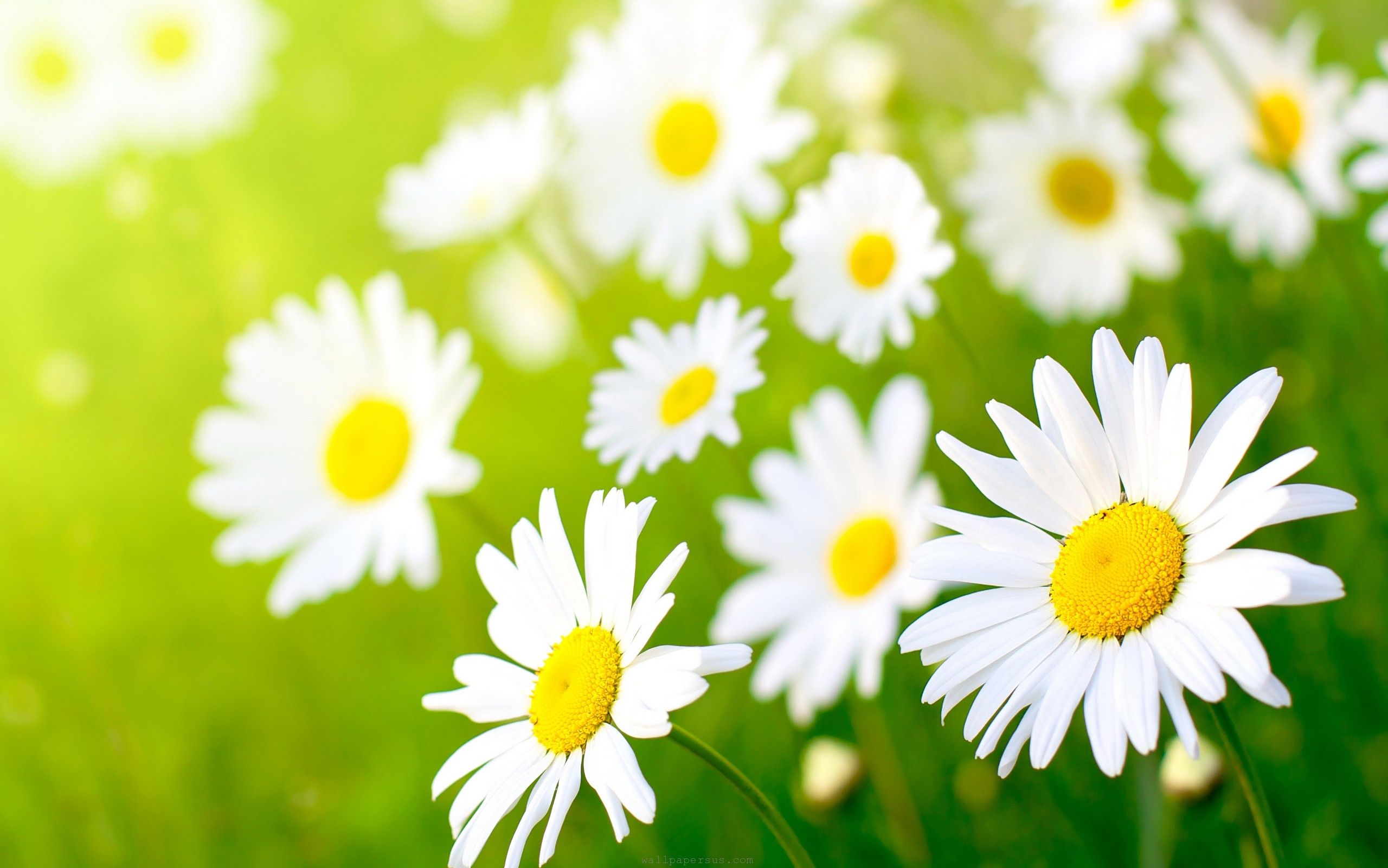 daisies pictures flowers | Daisies, beauty, colors, daisy, field ...