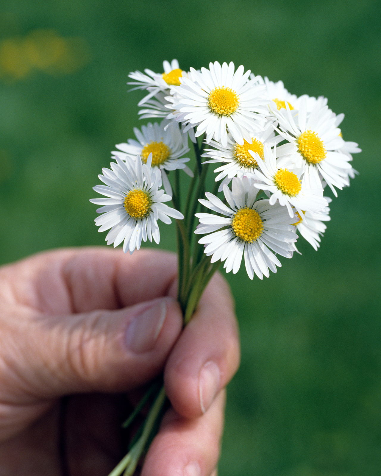 Meaning of Daisy Flowers And Other Facts About These Lovely Blooms