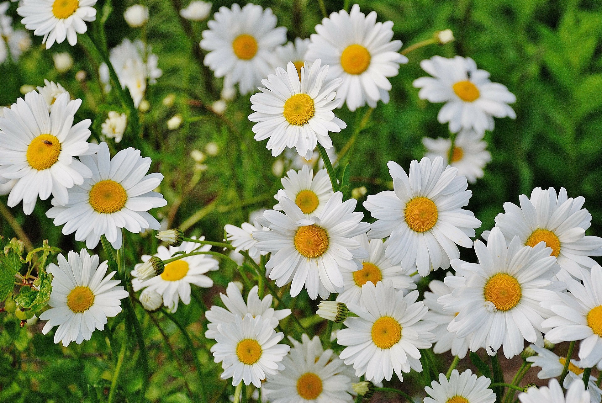 Shasta Daisies: How to Plant, Grow, and Care for Daisy Flowers | The ...