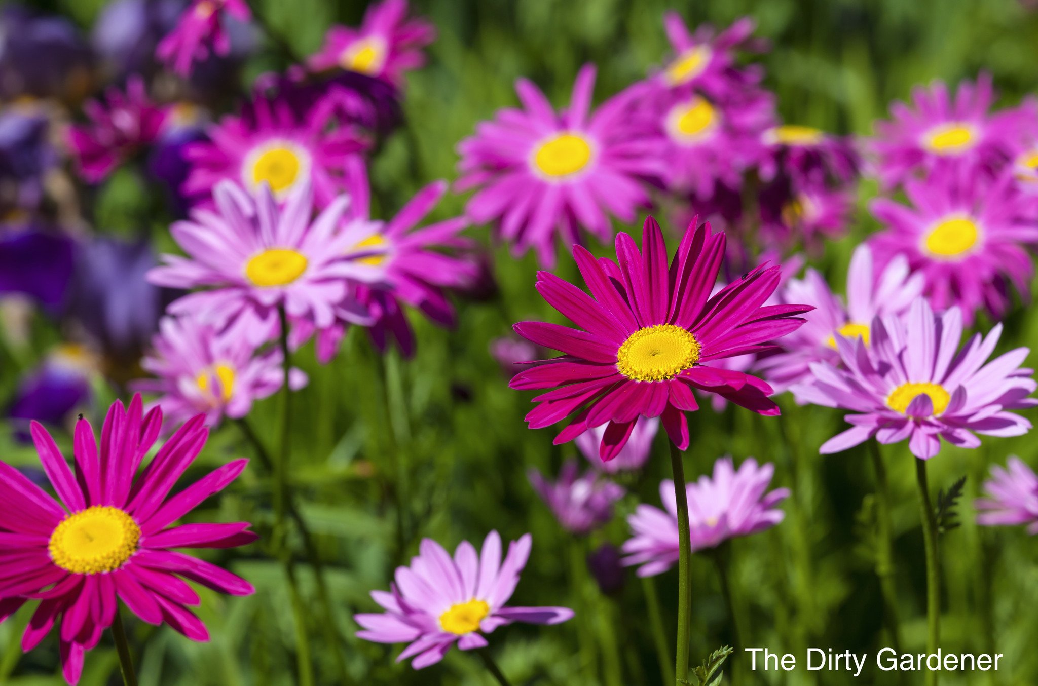 The Dirty Gardener Painted Daisy Flowers - 3,000 Seeds | The Dirty ...
