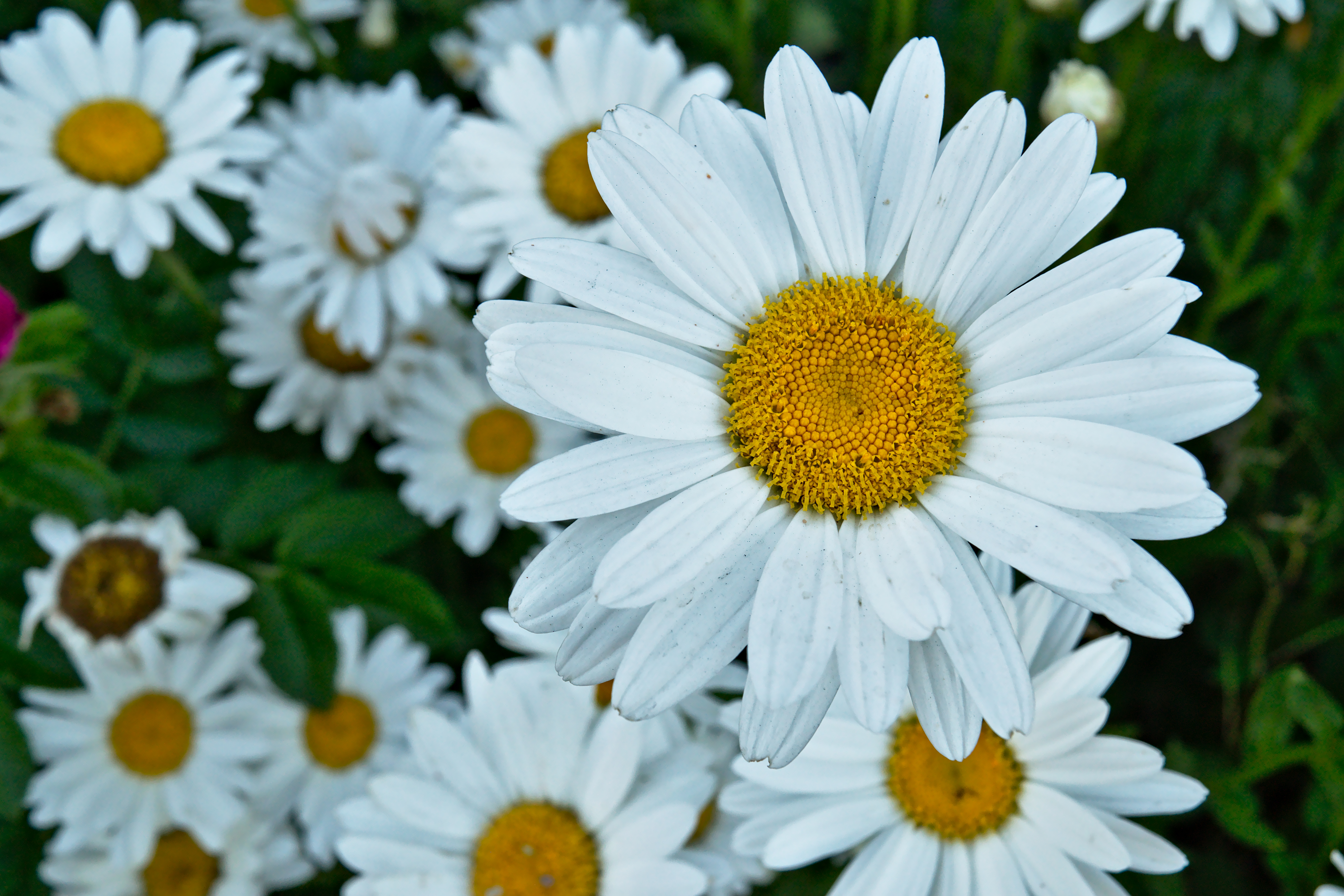 File:Daisy garden in Bend, OR.jpg - Wikimedia Commons