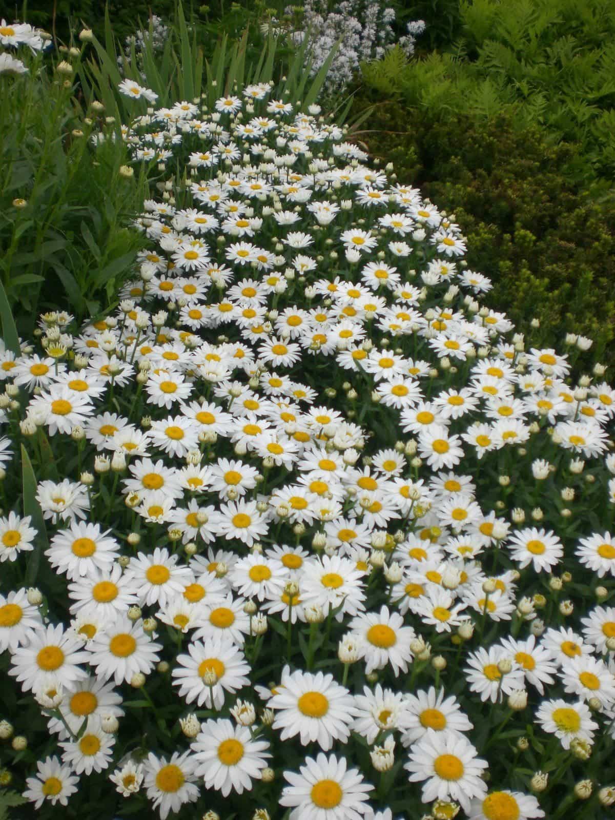 White Daisy Flower Plants In The Garden - Bright Daisy Flower Garden ...
