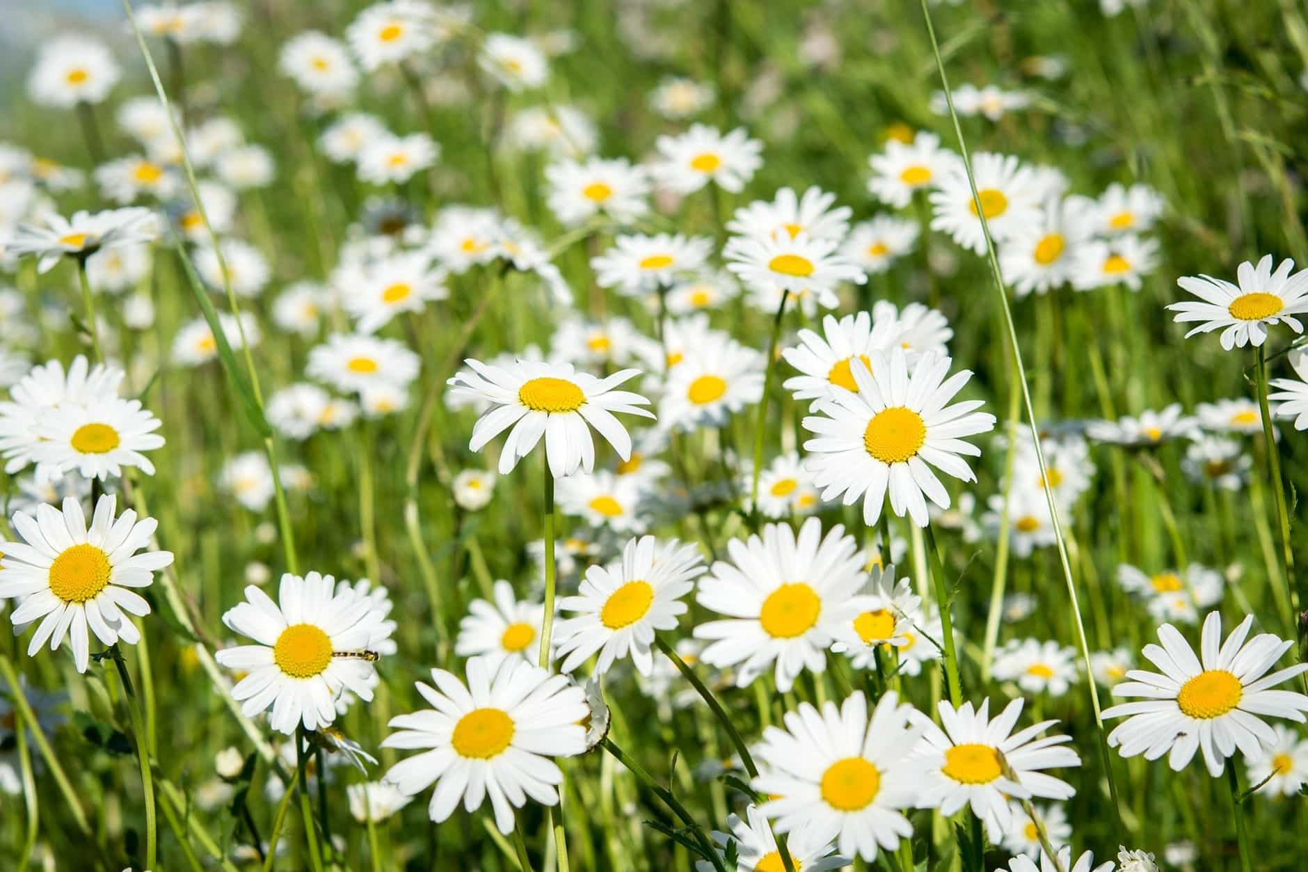 Free picture: summer, flower, field, sunshine, daisy, meadow, grass ...
