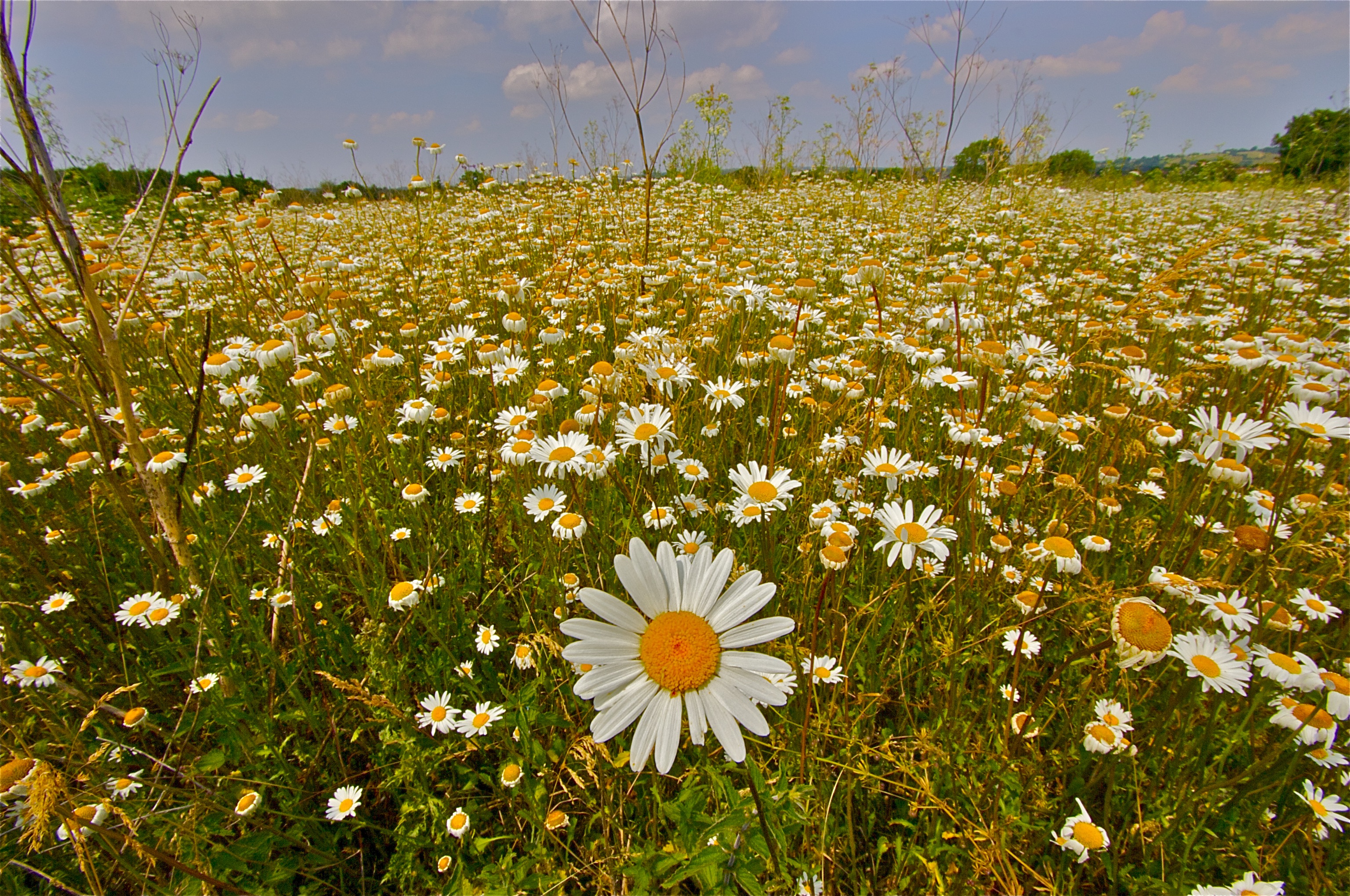 daisy meadow by stuartreading on DeviantArt
