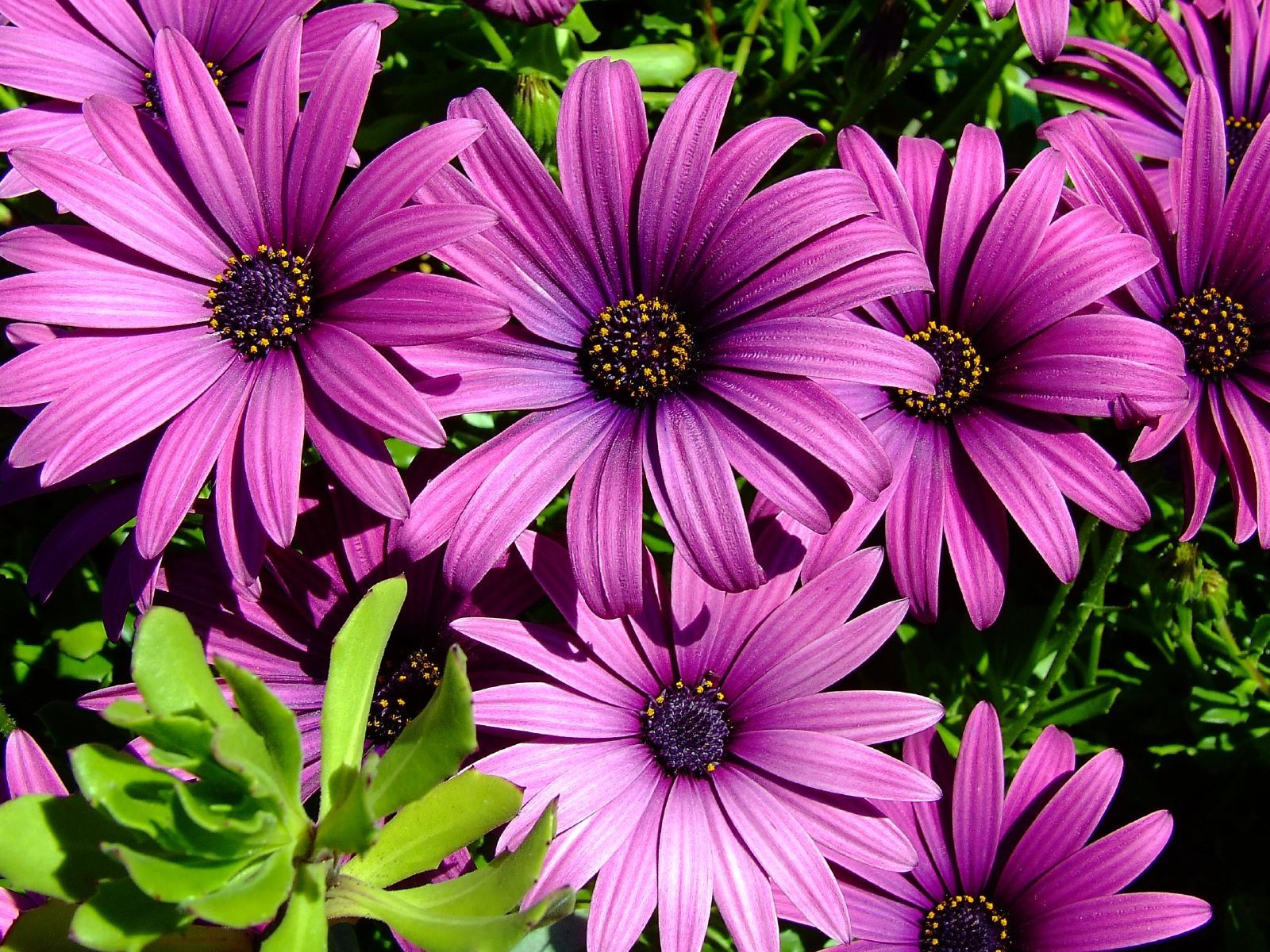 Types of Purple Flowers | purple daisy | Tattoo ideas | Pinterest