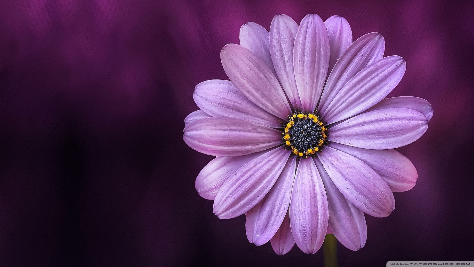 Purple Daisy Flower ❤ 4K HD Desktop Wallpaper for 4K Ultra HD TV ...