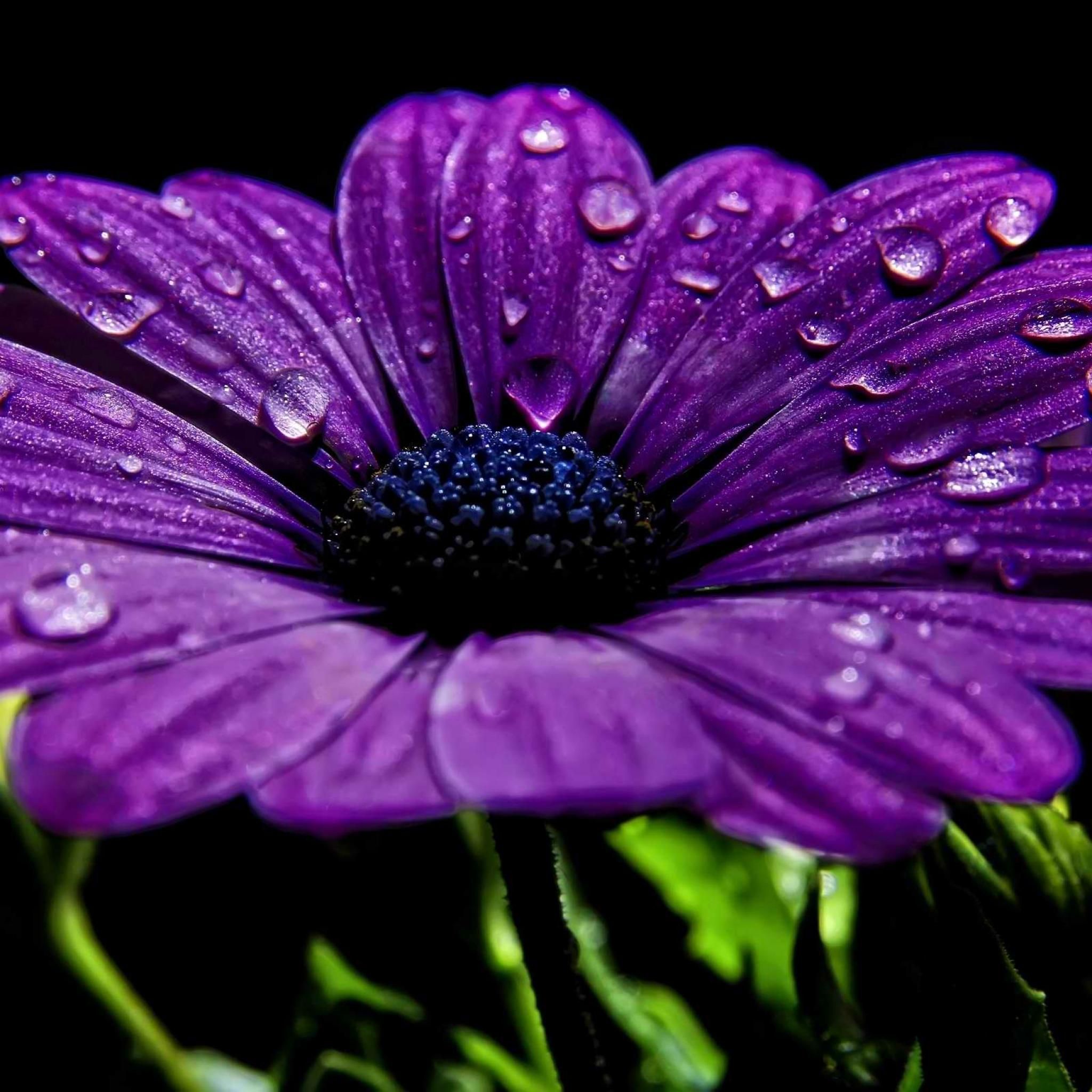 purple nature photos - Google Search | PURPLE!!! | Pinterest ...