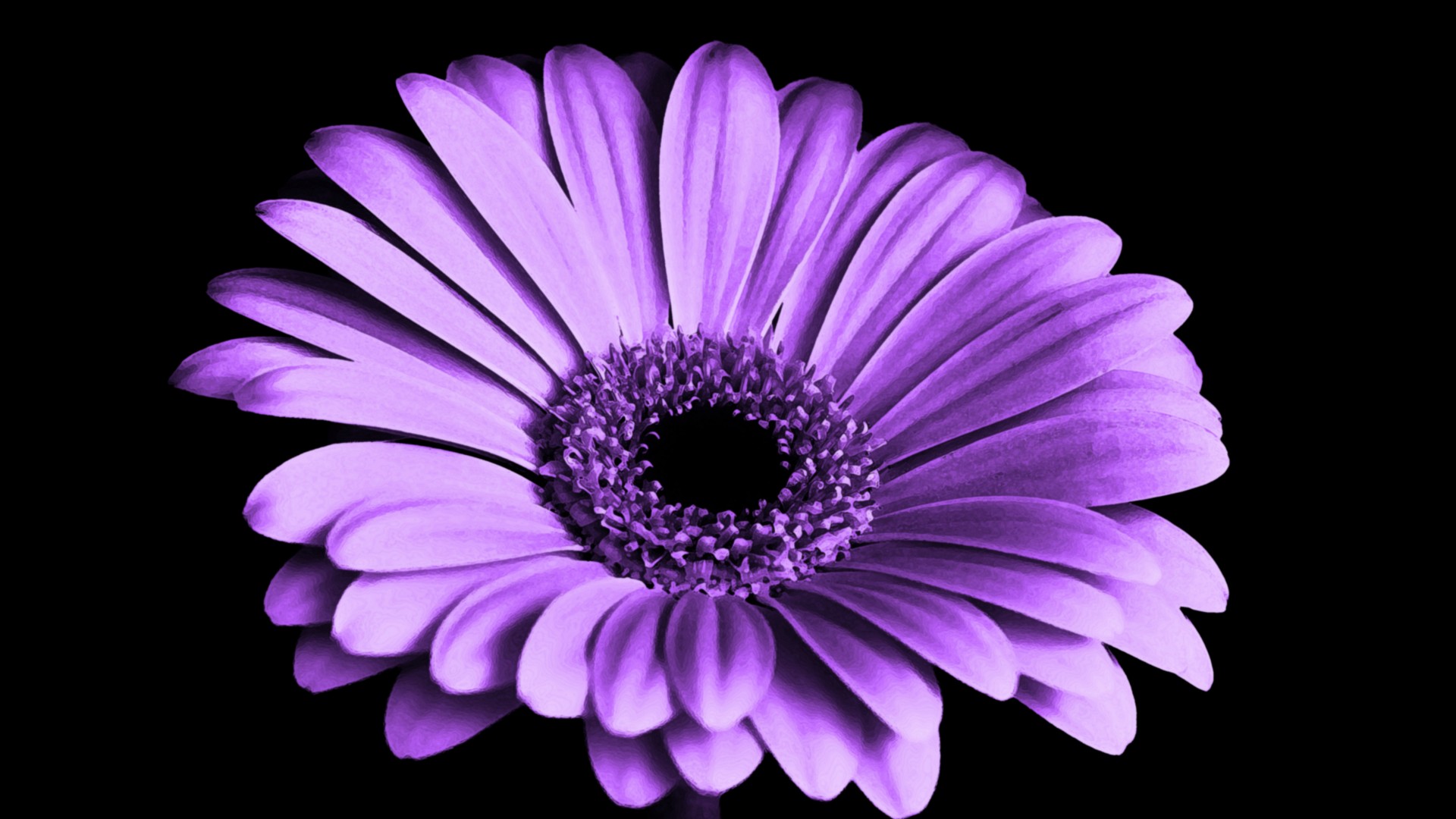 Daisy Flower Purple Hd Wallpaper - Wallpapersfans.com