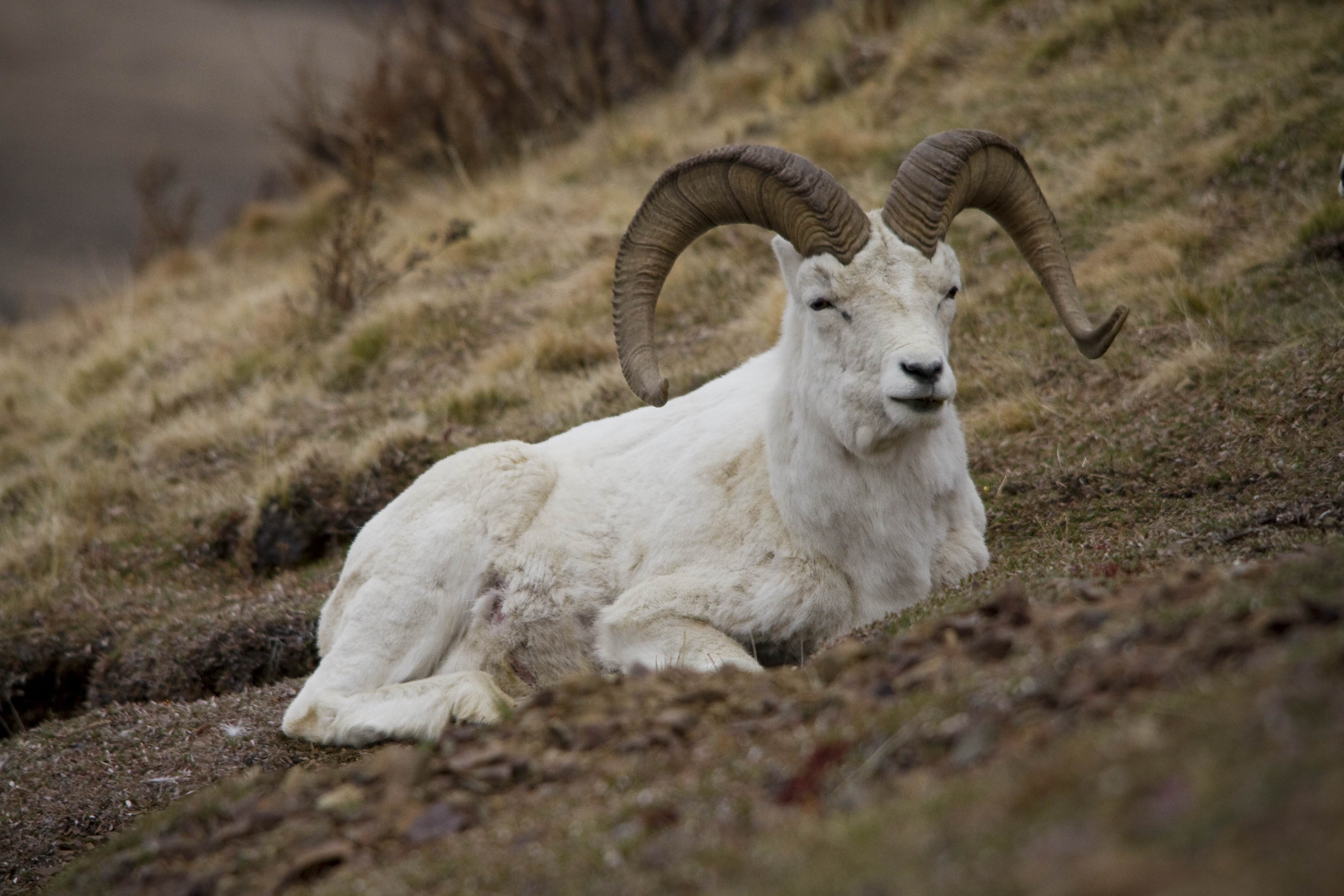 Dall sheep - Wikipedia
