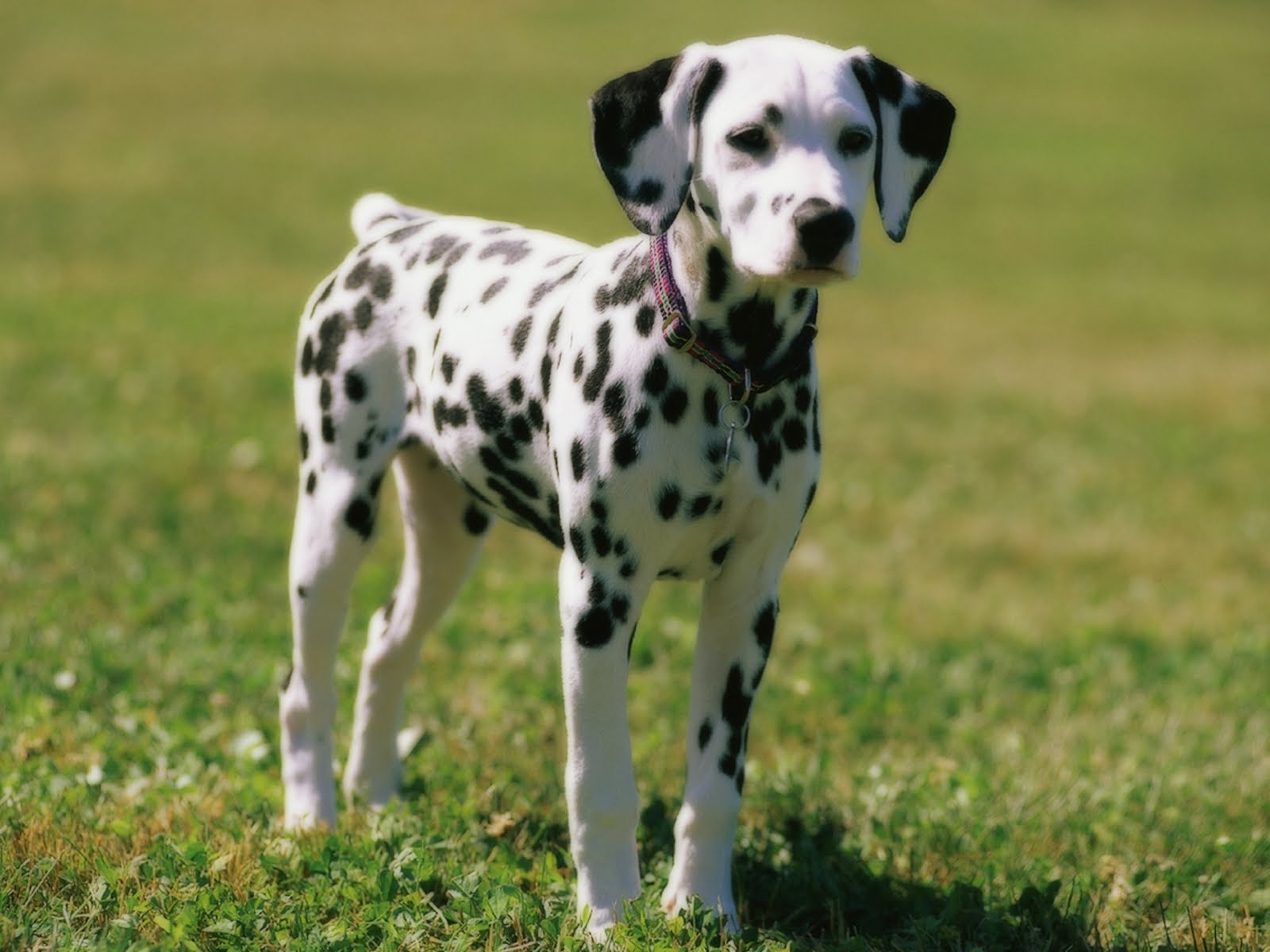 Dalmatian History, Personality, Appearance, Health and Pictures
