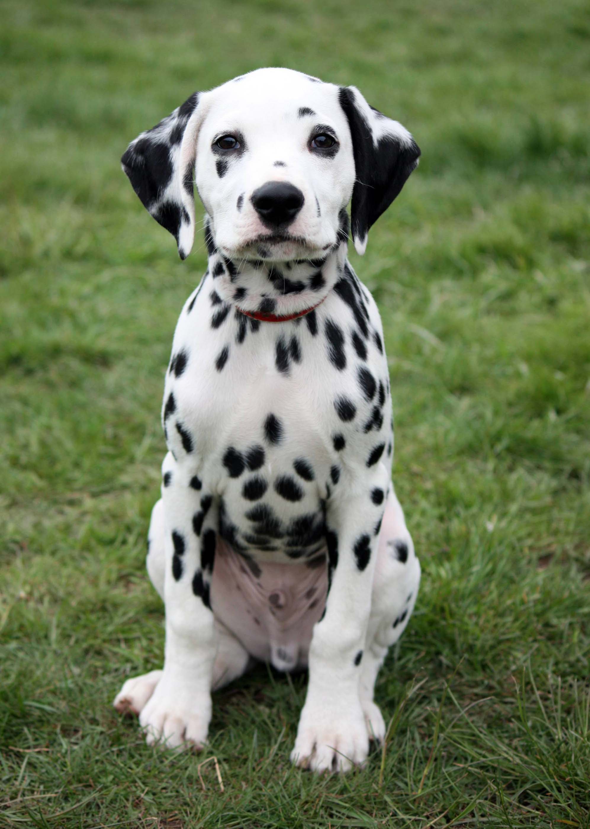 Dalmatian - All Big Dog Breeds