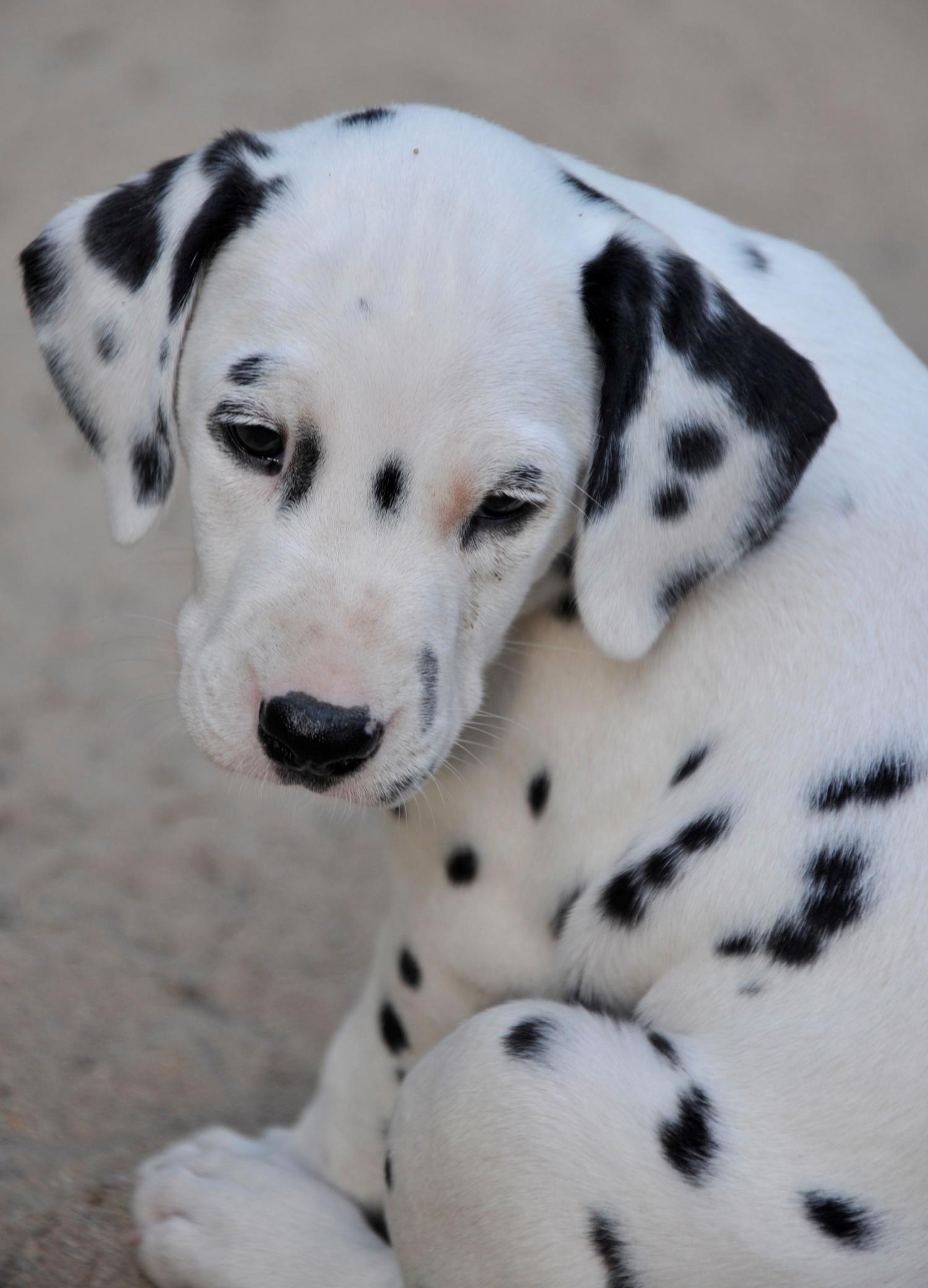 Breathtaking gene discovery in Dalmatian dogs